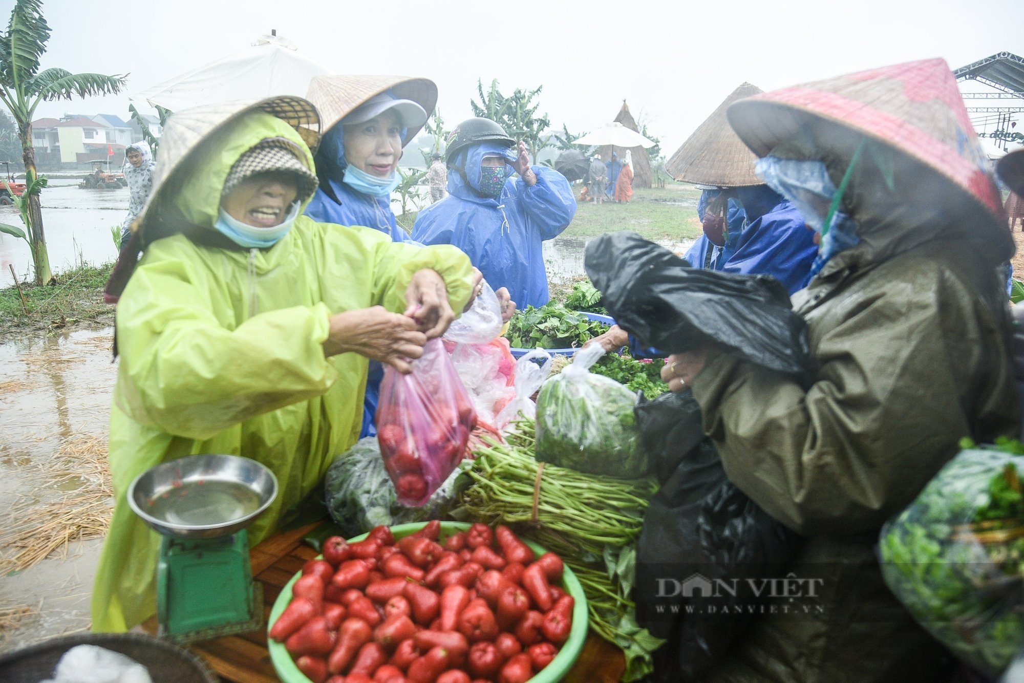 Khách Tây "đội mưa" trải nghiệm cày ruộng cùng nông dân Hội An- Ảnh 9.