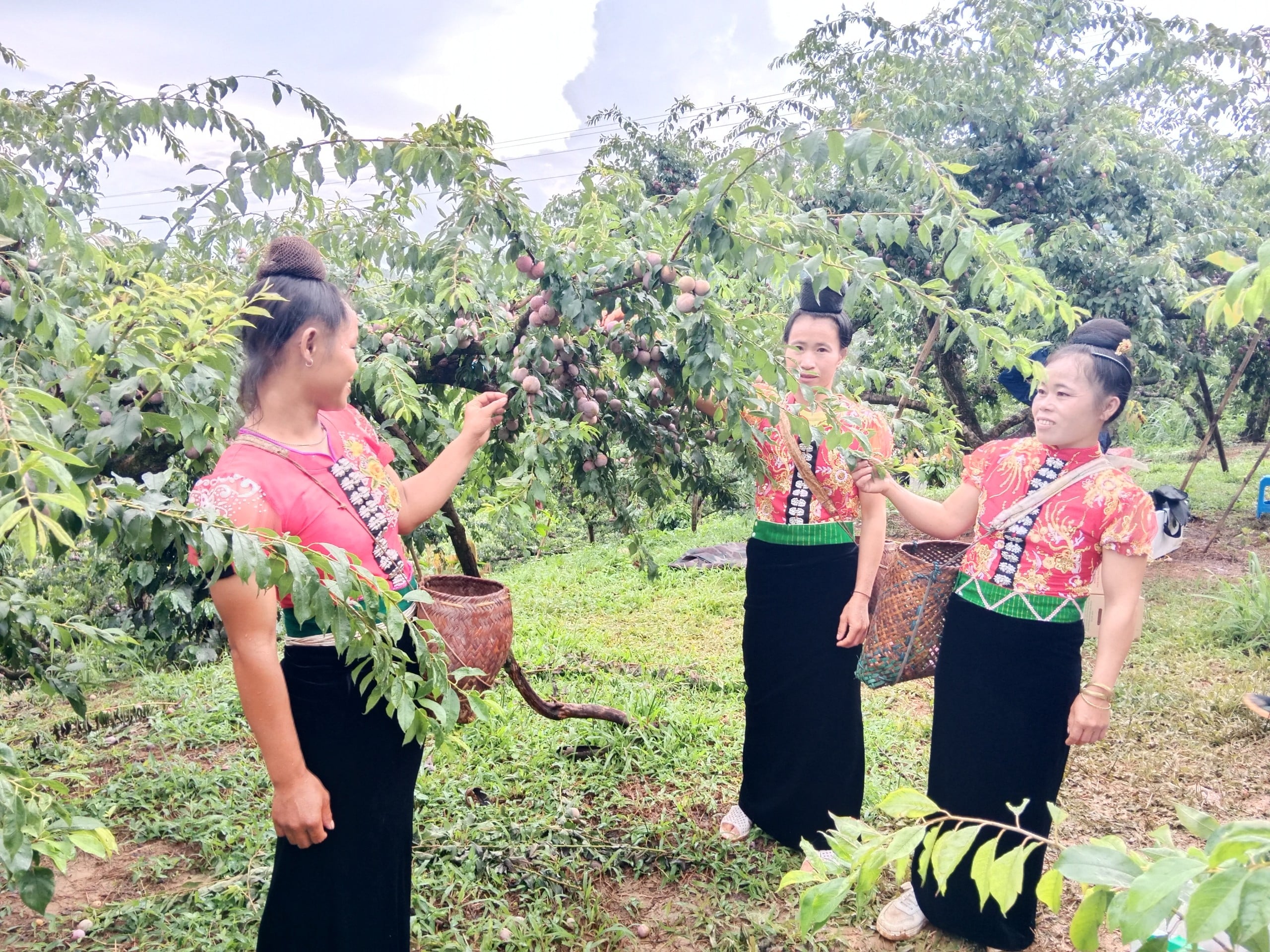 Yên Châu: Phát triển sản phẩm OCOP góp phần xây dựng nông thôn mới - Ảnh 4.