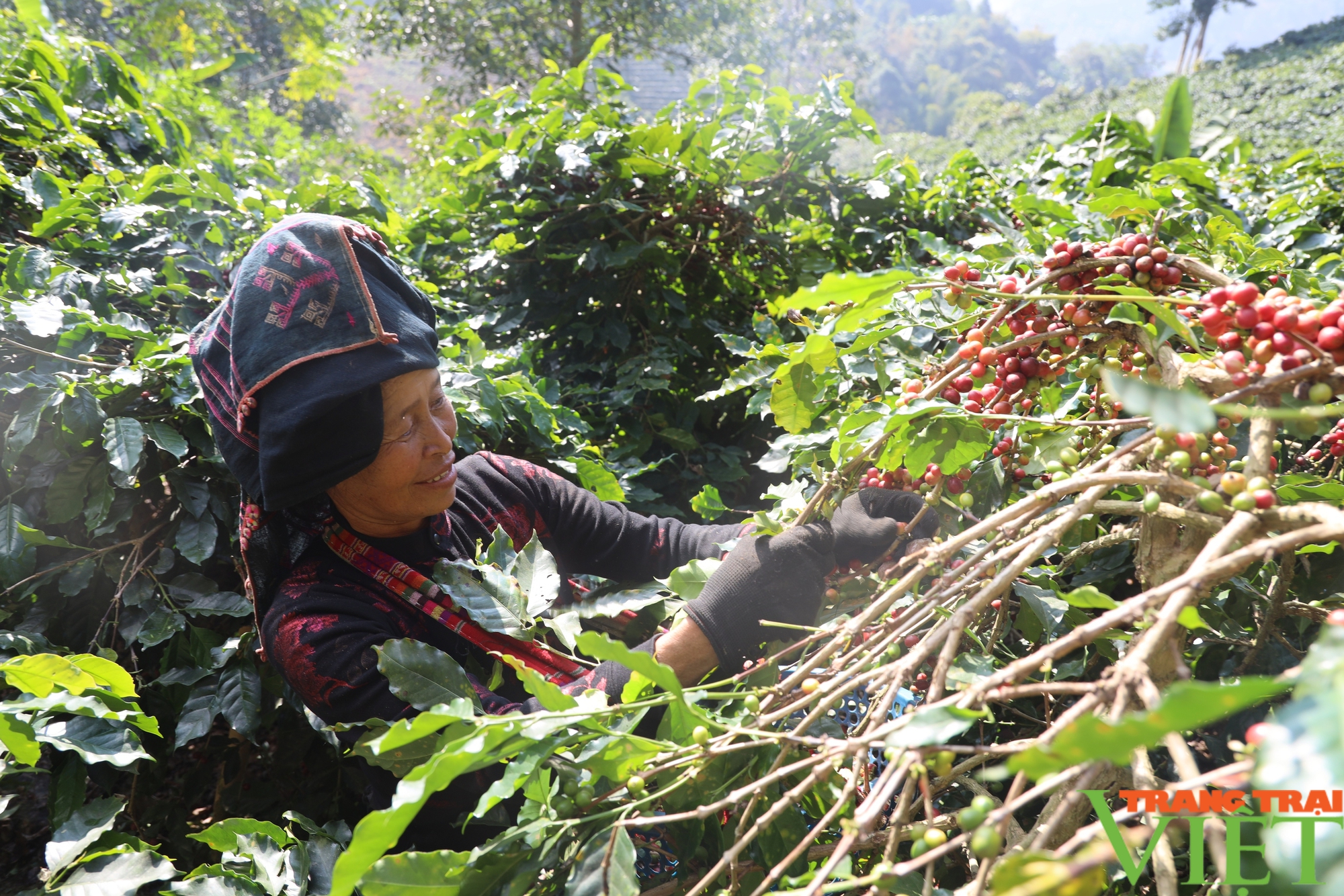 Nâng cao tiêu chí thu nhập “đòn bẩy” tạo động lực hoàn thành tiêu chí xây dựng nông thôn mới ở Thuận Châu - Ảnh 3.