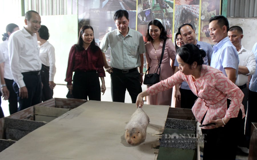 Nuôi dúi, don, chồn mốc, nông dân Đồng Nai thu lời hơn chục tỷ đồng mỗi năm - Ảnh 3.