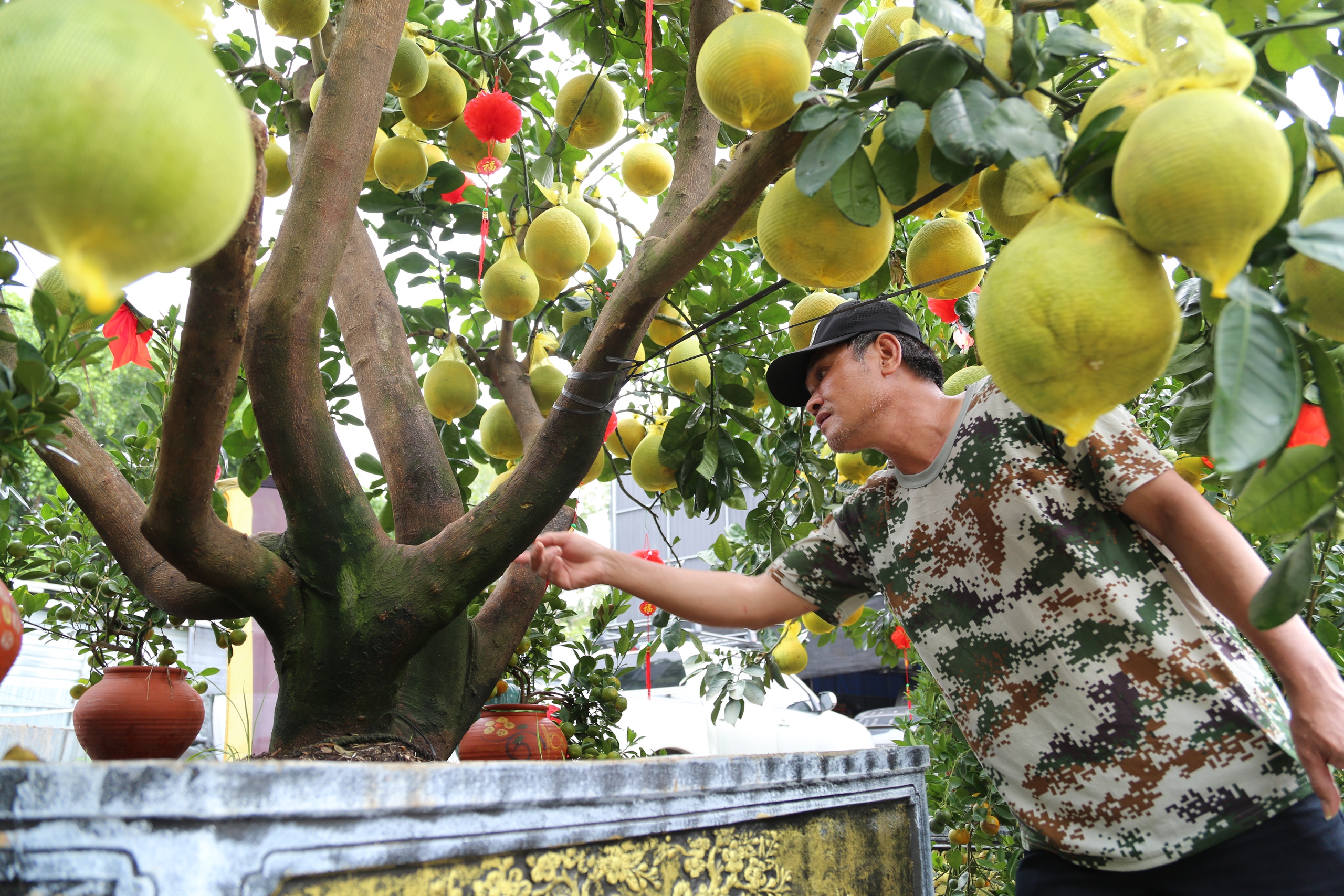 Bưởi Diễn vàng rực xuống phố, người Sài Gòn mua sớm sợ giá tăng cận Tết - Ảnh 7.