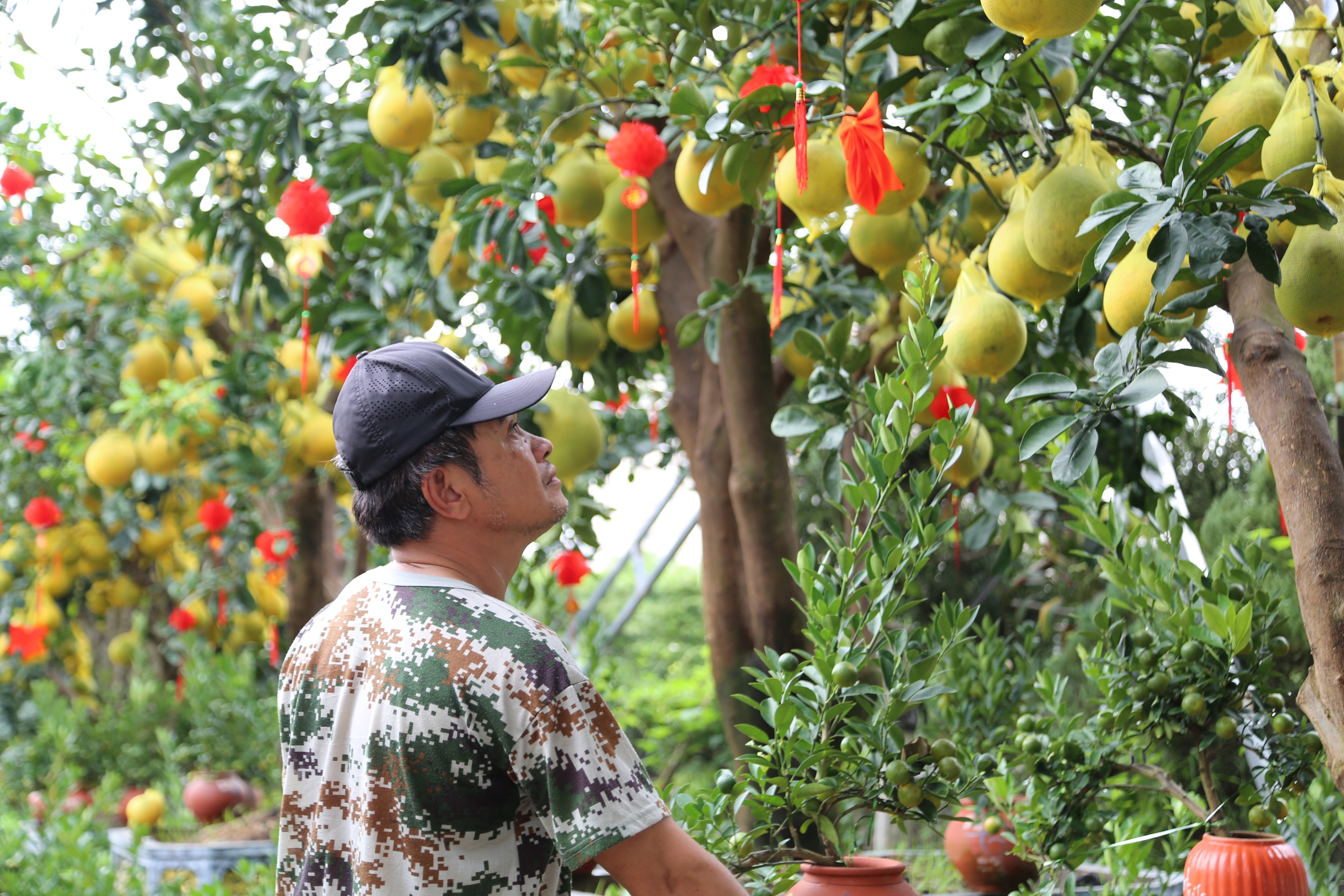 Bưởi Diễn vàng rực xuống phố, người Sài Gòn mua sớm sợ giá tăng cận Tết - Ảnh 11.