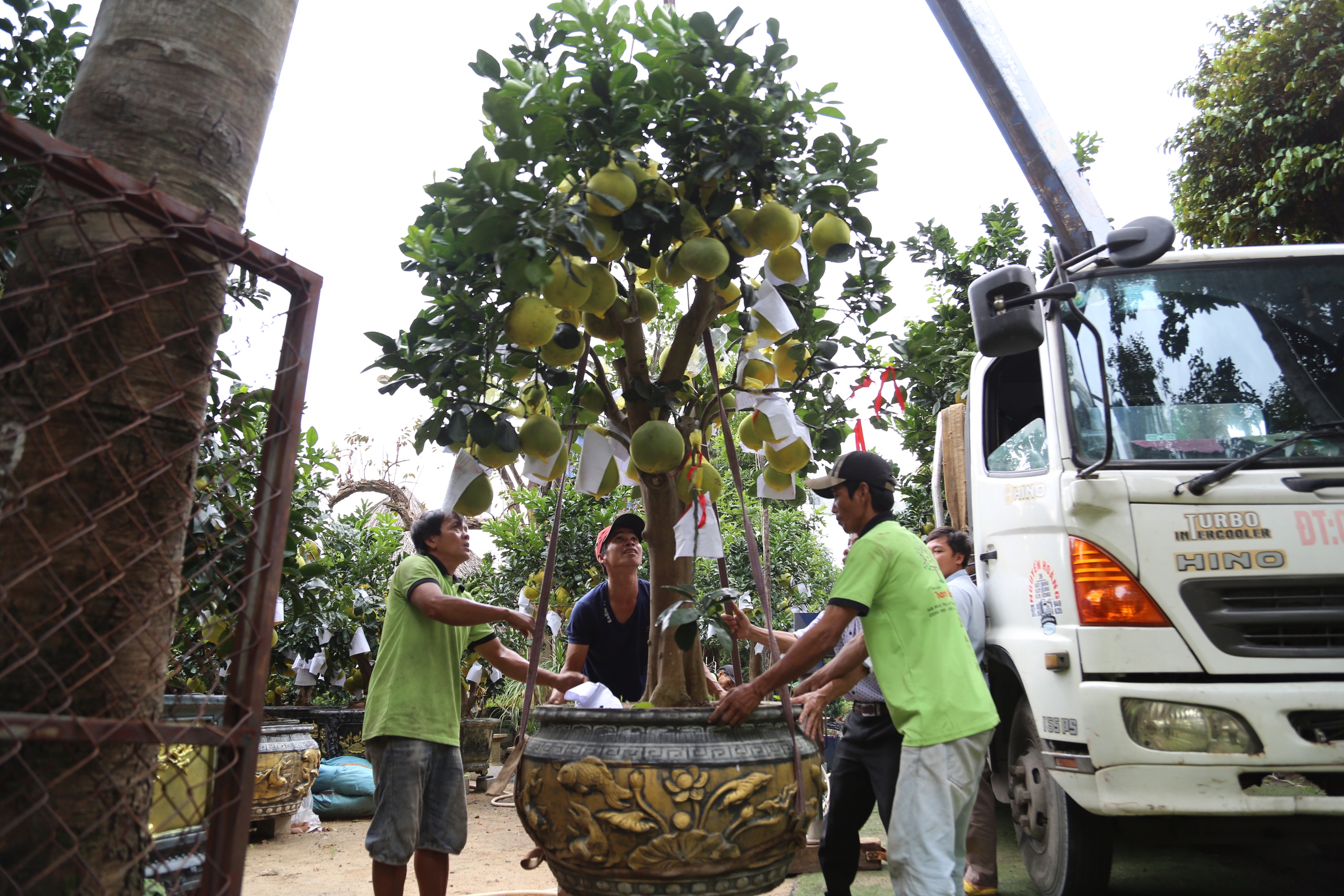 Bưởi Diễn vàng rực xuống phố, người Sài Gòn mua sớm sợ giá tăng cận Tết - Ảnh 5.