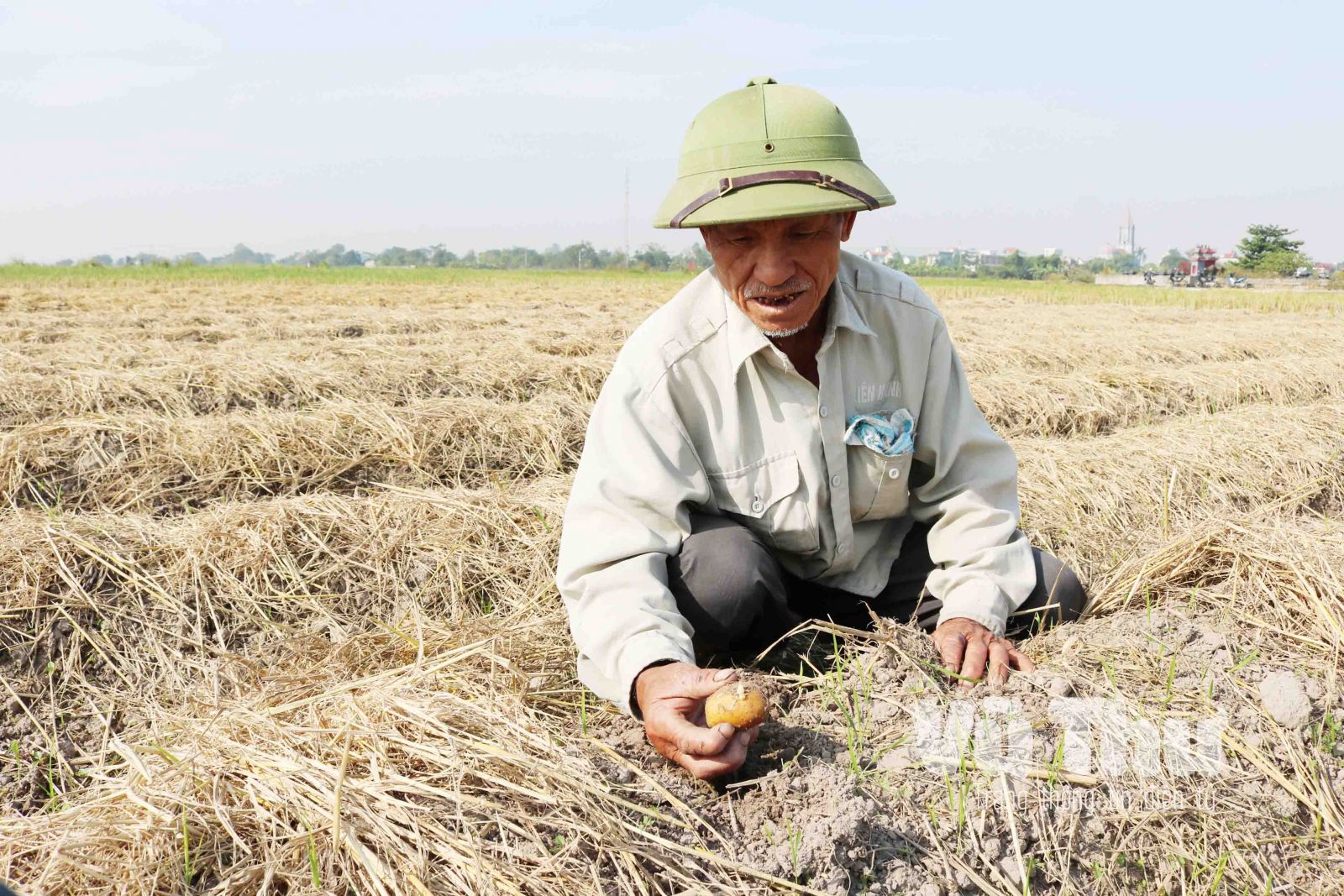 Thái Bình đang bỏ phí 1,2 triệu tấn rơm rạ trị giá 500 tỷ đồng/năm - Ảnh 2.
