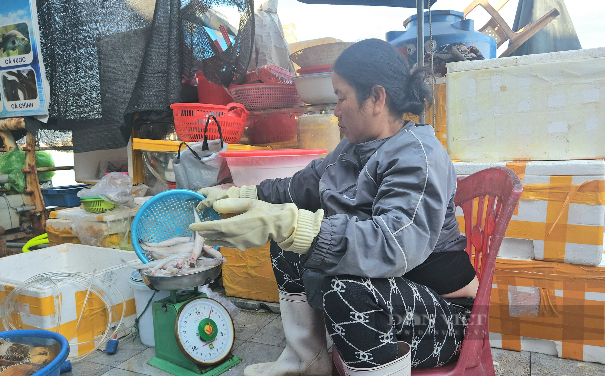 Quảng Bình: Loại cá xưa chỉ dành cho "người nghèo" nay thành đặc sản bán với giá 250 ngàn đồng/kg- Ảnh 2.