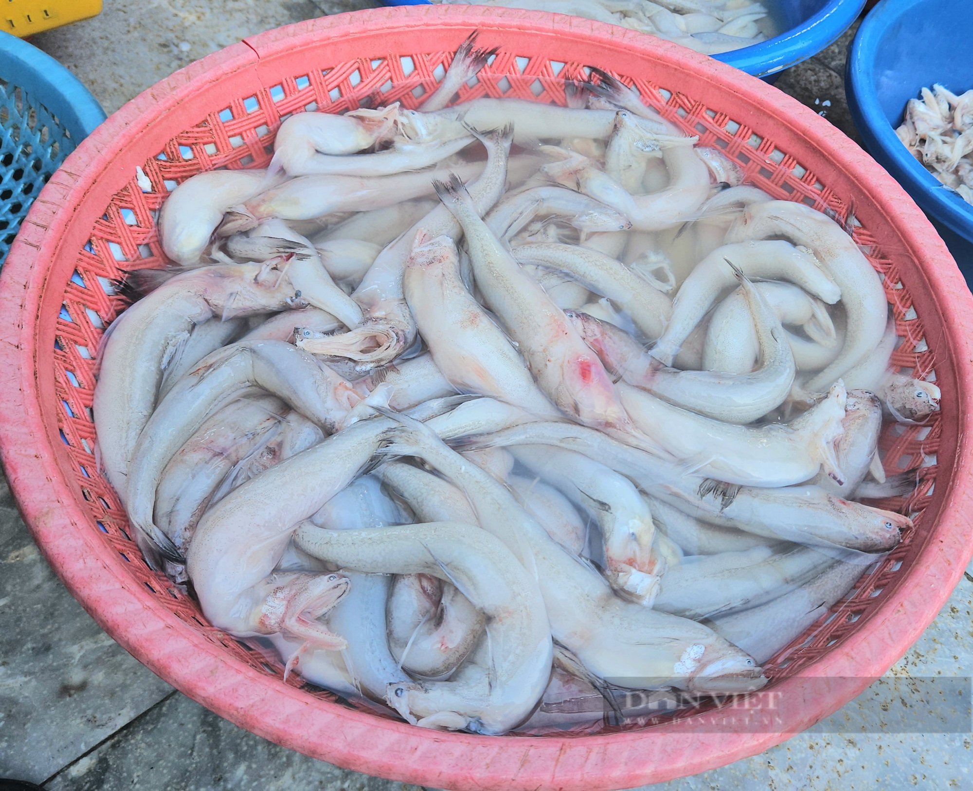 Quảng Bình: Loại cá xưa chỉ dành cho "người nghèo" nay thành đặc sản bán với giá 250 ngàn đồng/kg- Ảnh 4.