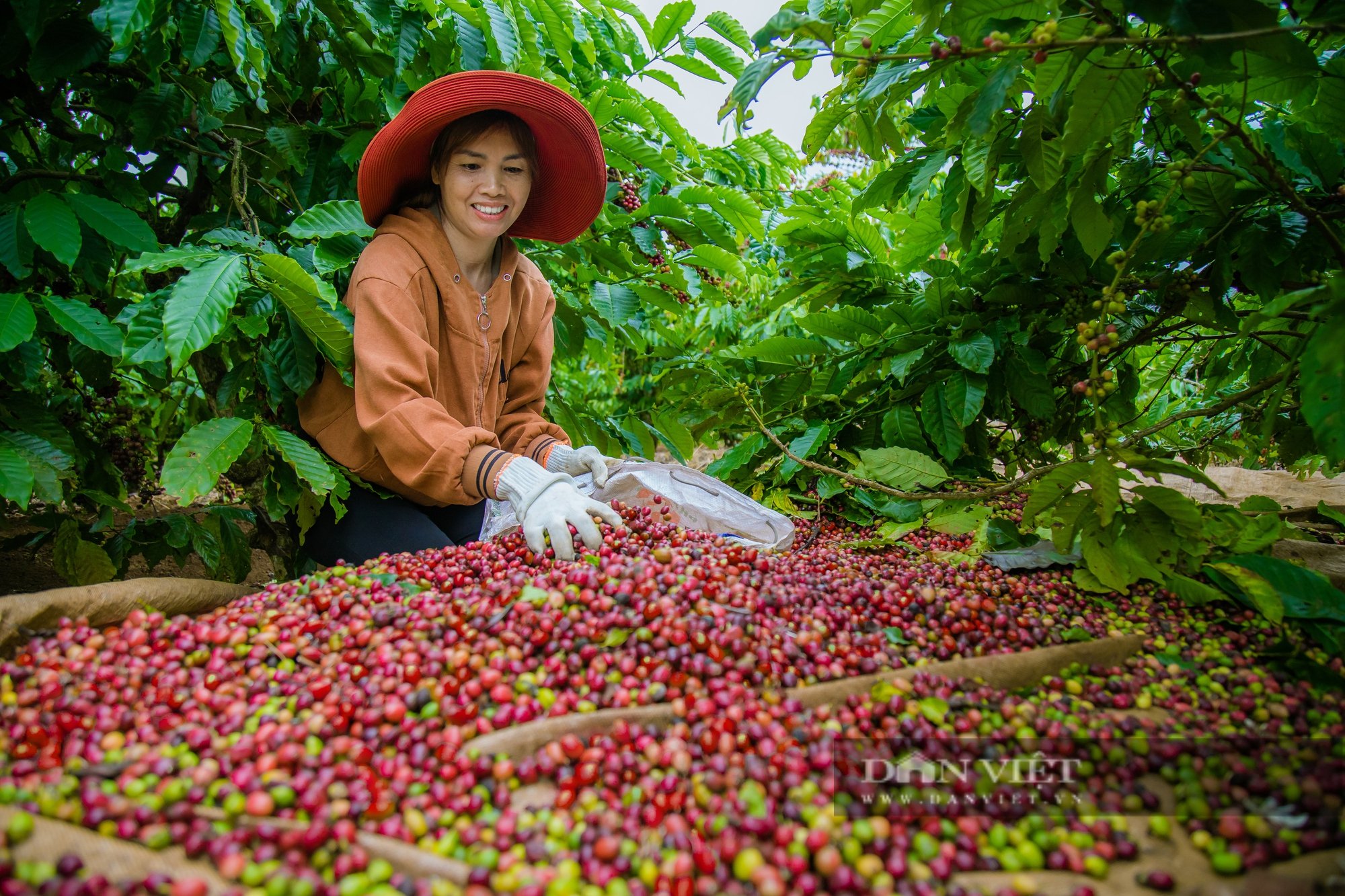Giá cà phê bấp bênh: Nỗi lo đè nặng lên vai nông dân Đắk Nông - Ảnh 3.