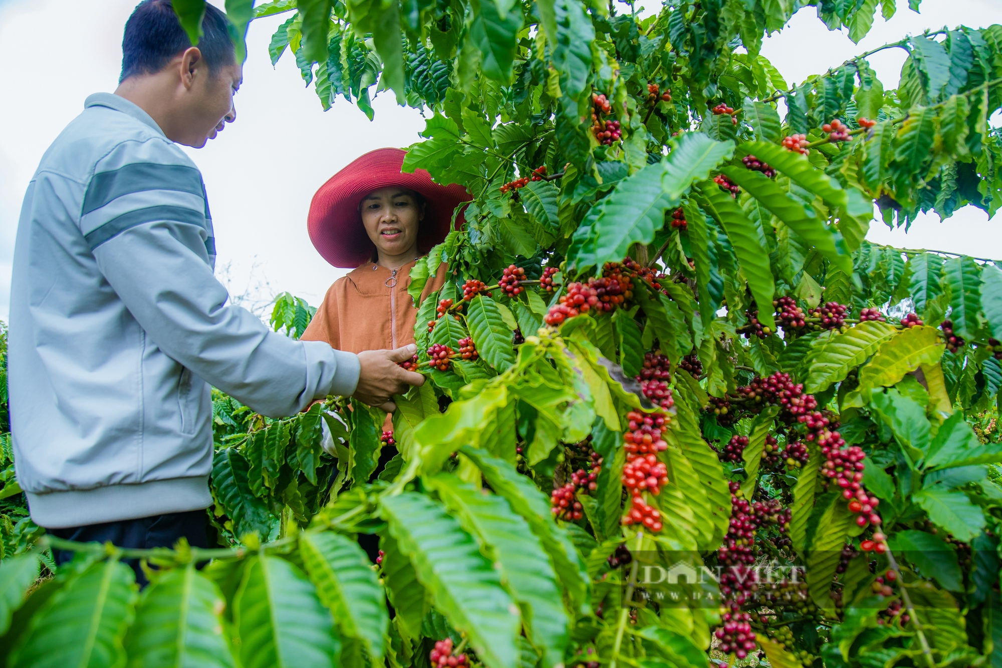 Giá cà phê bấp bênh: Nỗi lo đè nặng lên vai nông dân Đắk Nông - Ảnh 2.