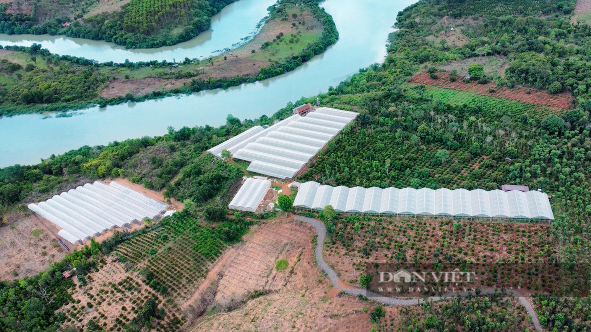 Trồng giống nho "cho nhà giàu", nông dân Đắk Lắk thu về 2 tỷ mỗi năm - Ảnh 1.