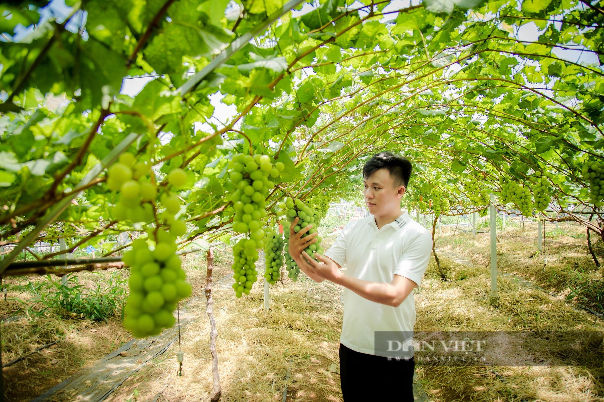 Trồng giống nho "cho nhà giàu", nông dân Đắk Lắk thu về 2 tỷ mỗi năm - Ảnh 2.
