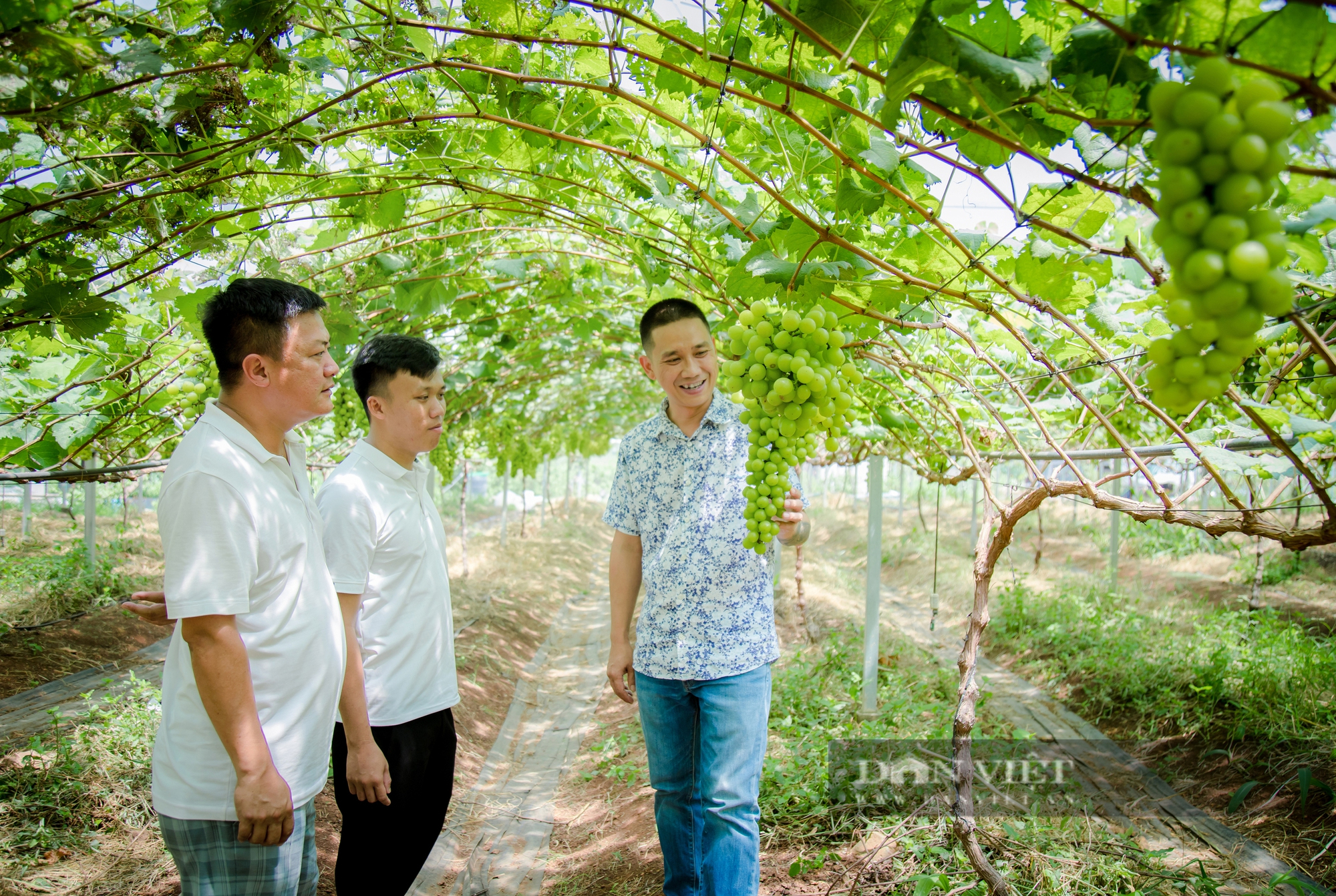 Trồng giống nho "cho nhà giàu", nông dân Đắk Lắk thu về 2 tỷ mỗi năm - Ảnh 3.