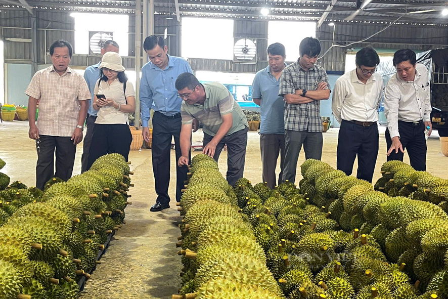 Nông dân Bình Phước sống khỏe, thu nhập cao, nhờ mạnh dạn thay đổi tư duy - Ảnh 6.