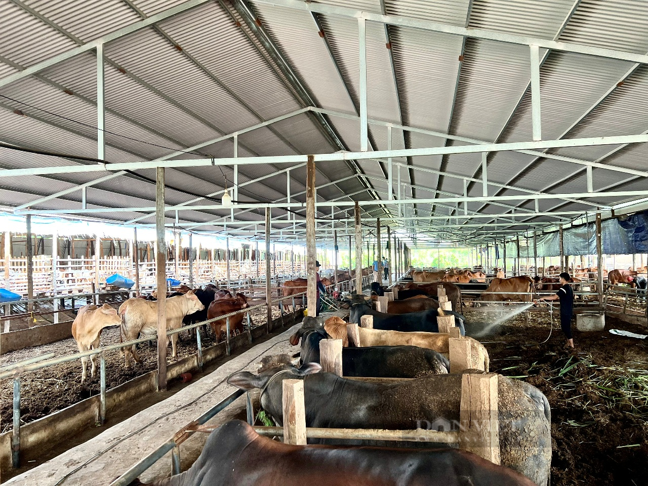 Nông dân Bình Phước sống khỏe, thu nhập cao, nhờ mạnh dạn thay đổi tư duy - Ảnh 1.