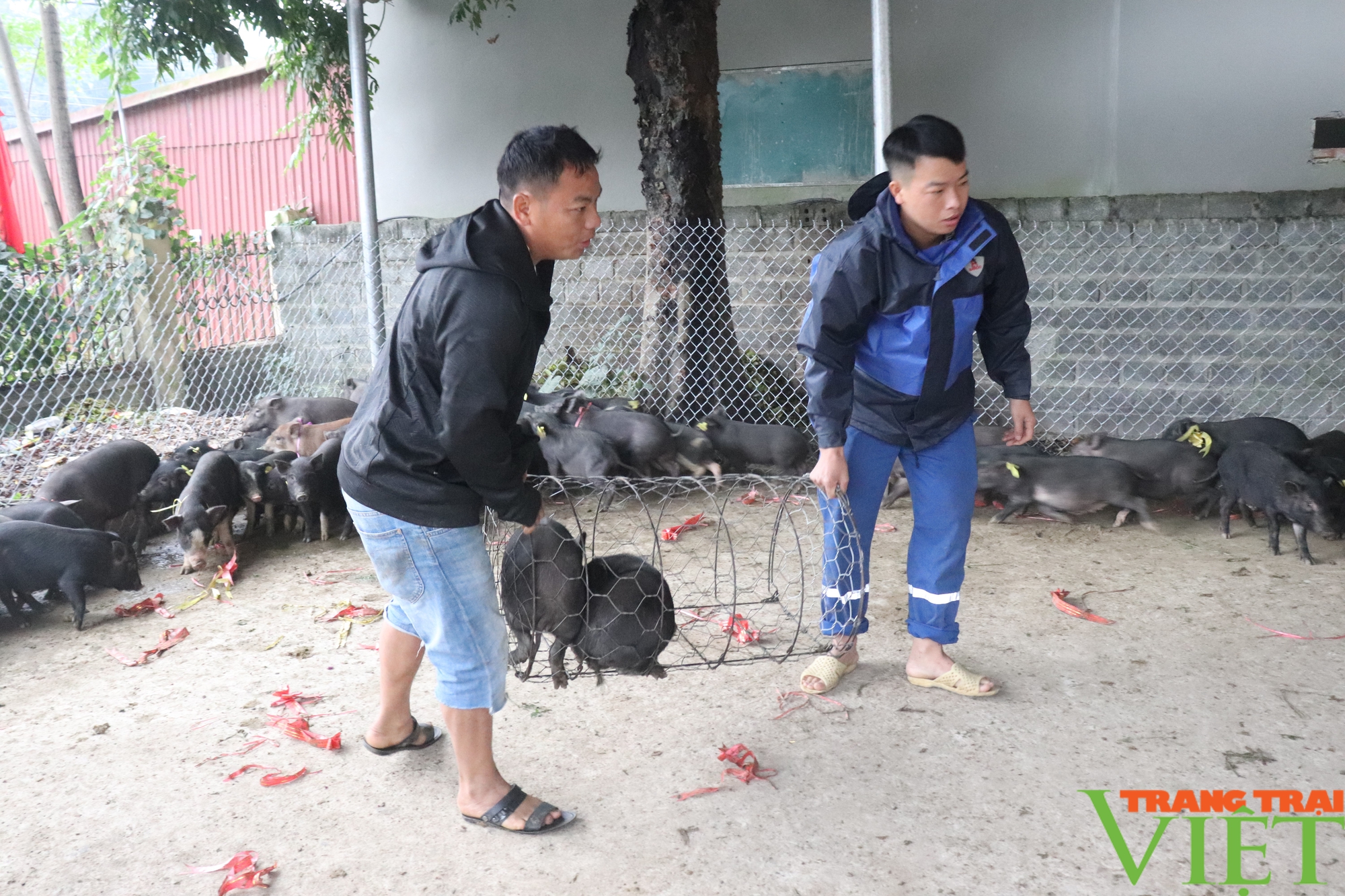 Hỗ trợ lợn giống cho người dân Bát Xát (Lào Cai) bị ảnh hưởng thiên tai - Ảnh 3.