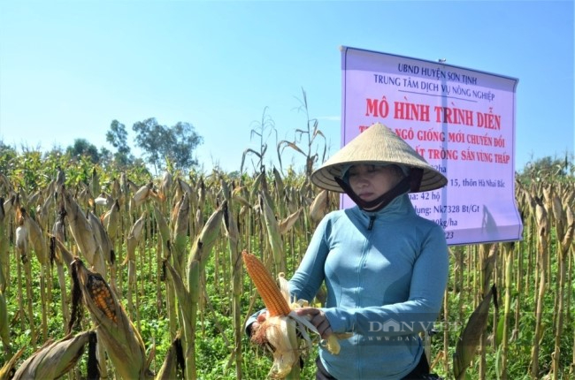 Quảng Ngãi: Điểm nhấn trong xây dựng nông thôn mới kiểu mẫu ở huyện Sơn Tịnh - Ảnh 5.