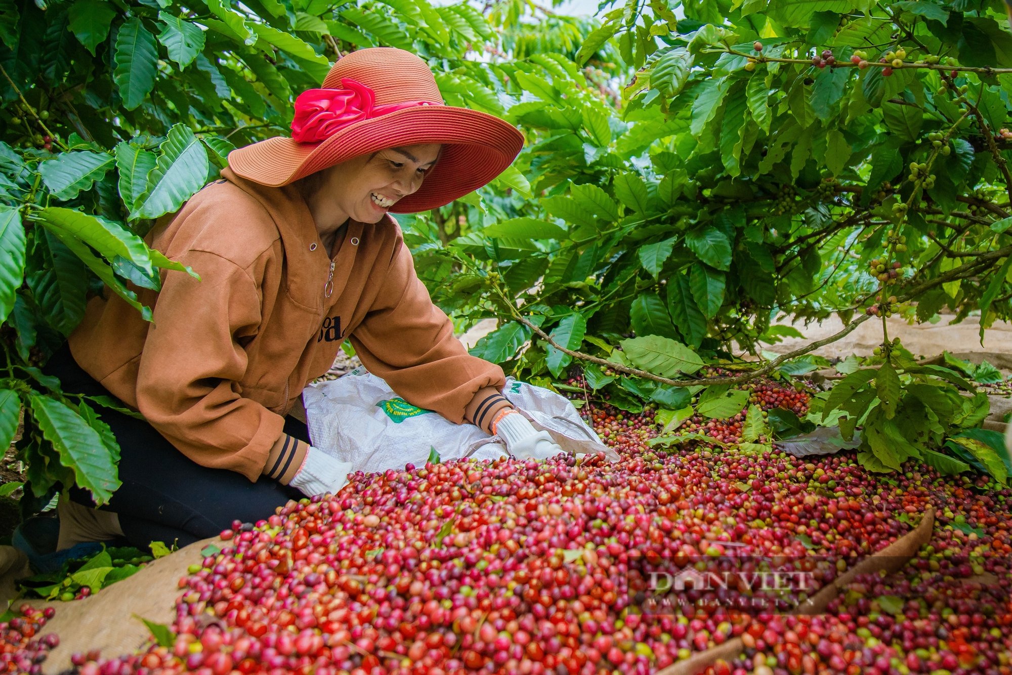 Nông dân Đắk Nông mách "bí quyết" bán cà phê giá cao hơn giá thị trường - Ảnh 2.