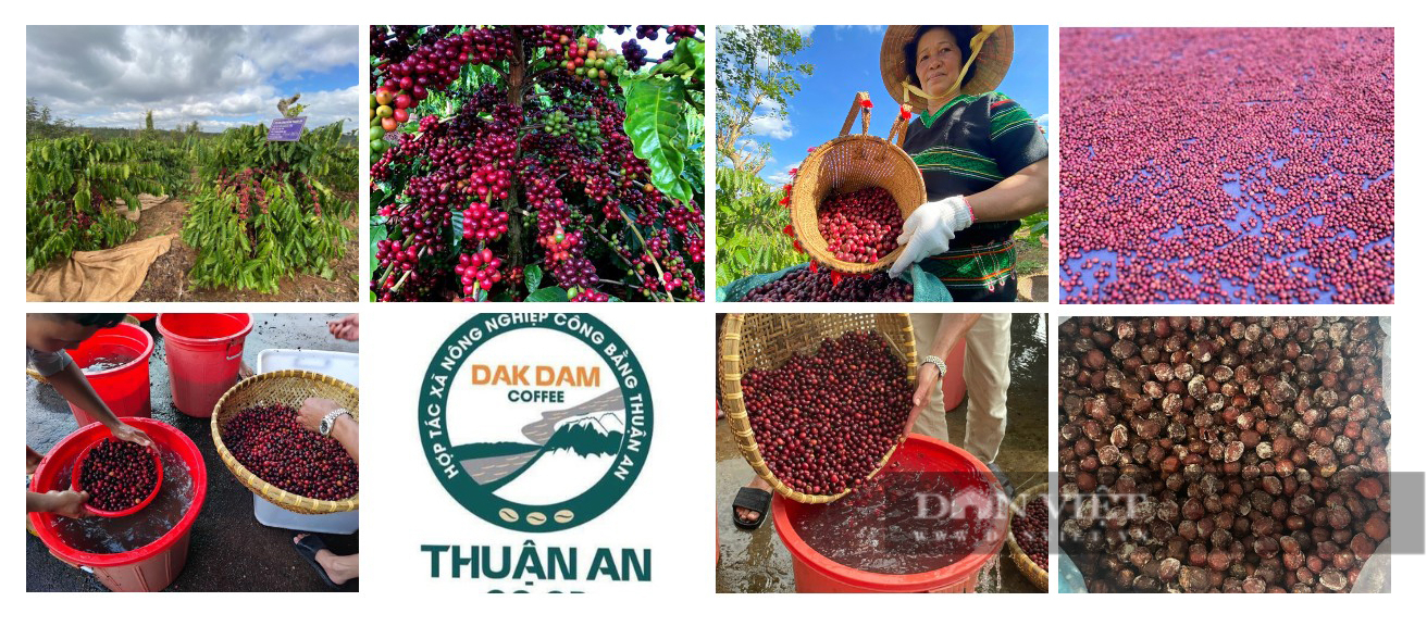 Nông dân Đắk Nông mách "bí quyết" bán cà phê giá cao hơn giá thị trường - Ảnh 4.