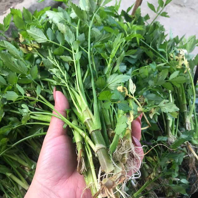 Loại rau mùa đông nên ăn để thải độc ruột, ổn định huyết áp và phòng bệnh viêm đường hô hấp- Ảnh 3. Loại rau mùa đông nên ăn để thải độc ruột, ổn định huyết áp và phòng bệnh viêm đường hô hấp- Ảnh 3.