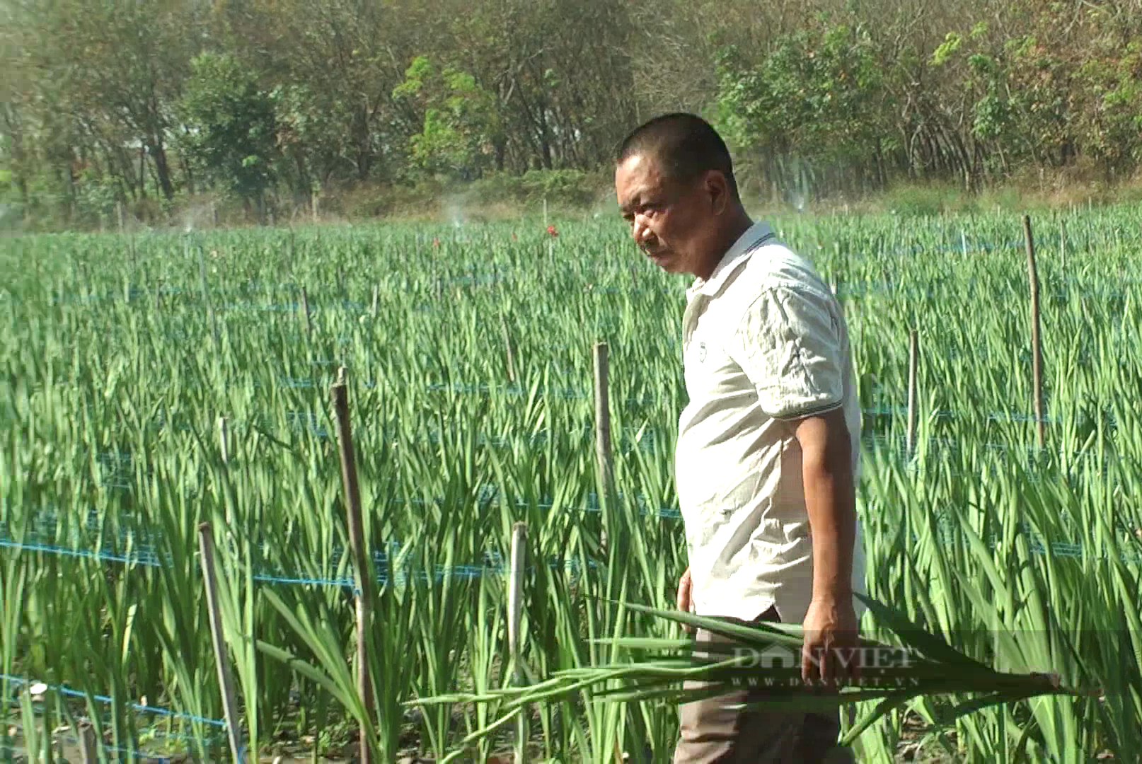 Trồng thành công loại hoa xứ lạnh trên vùng đất “nắng cháy da người”, anh nông dân Tây Ninh thu tiền tỷ- Ảnh 1.