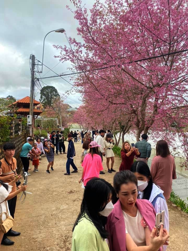 Mùng 1 Tết, du khách xếp hàng chờ check-in bên cây mai anh đào nở rộ tại Đà Lạt- Ảnh 3.