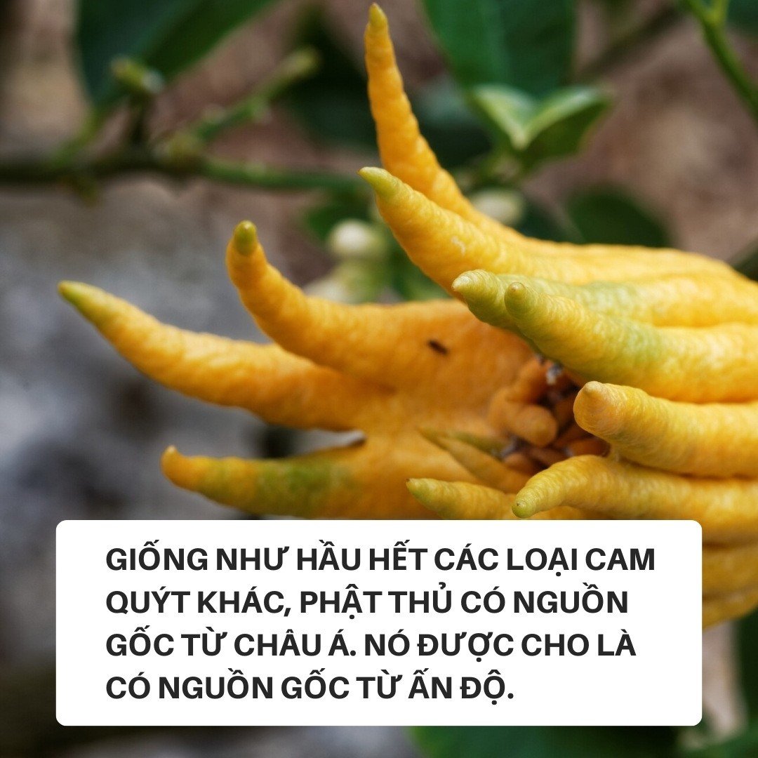Loại quả được gọi là tay Phật, chuyên thờ Tết nhưng công dụng không phải ai cũng biết- Ảnh 2. Loại quả được gọi là tay Phật, chuyên thờ Tết nhưng công dụng không phải ai cũng biết- Ảnh 2.