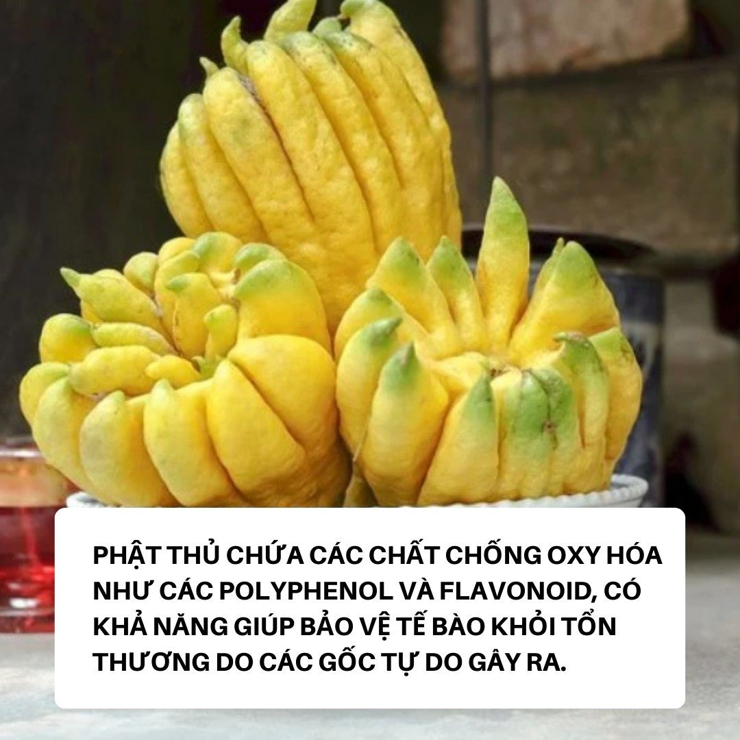 Loại quả được gọi là tay Phật, chuyên thờ Tết nhưng công dụng không phải ai cũng biết- Ảnh 9. Loại quả được gọi là tay Phật, chuyên thờ Tết nhưng công dụng không phải ai cũng biết- Ảnh 9.