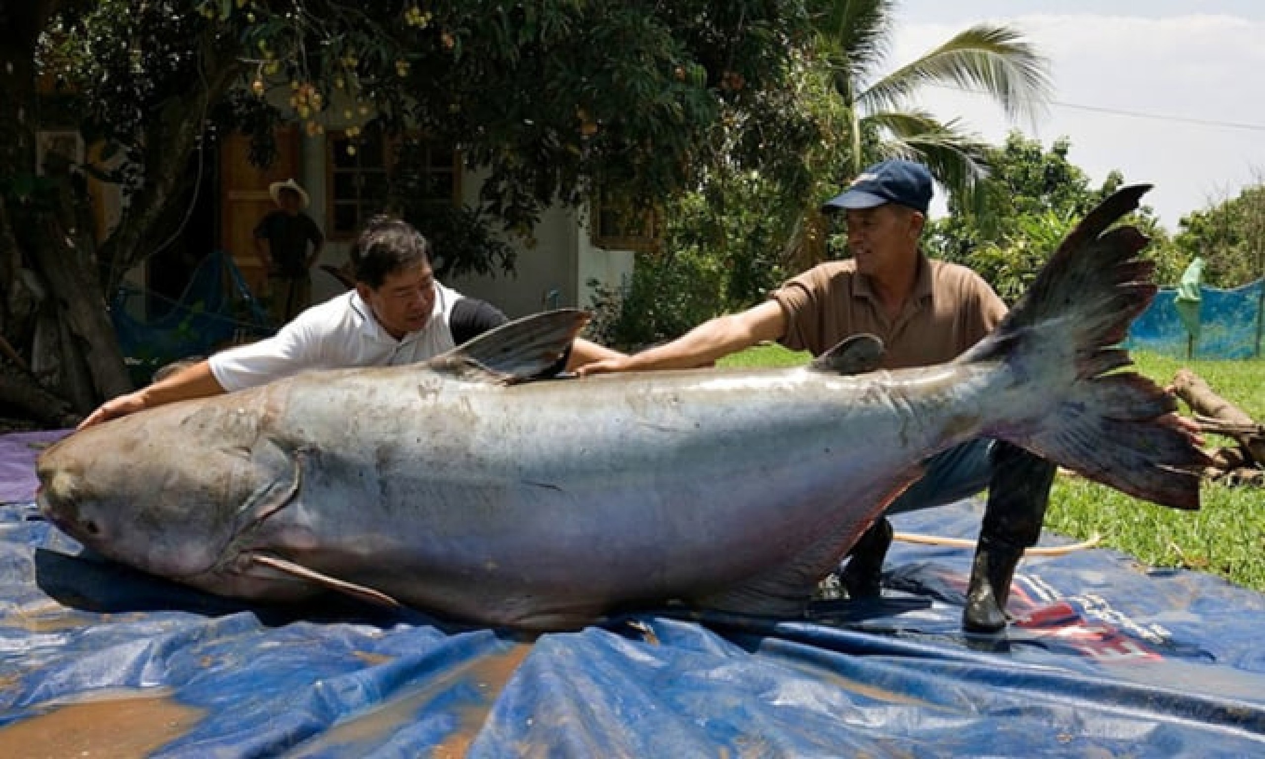 Để Mekong, dòng sông Mẹ, trường tồn- Ảnh 4.