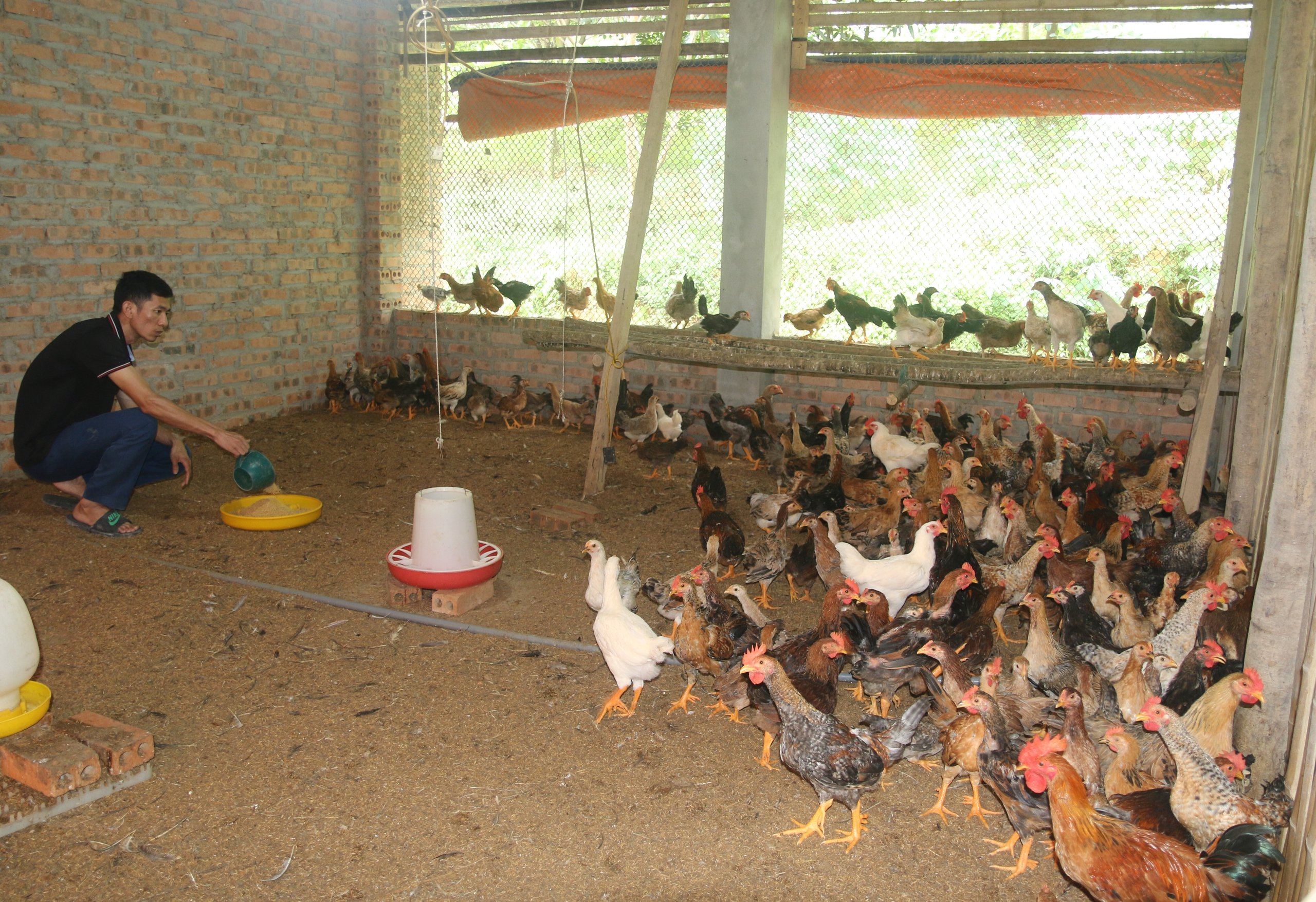 Nuôi con vật truyền thuyết, chân mọc nhiều cựa, một thầy giáo vùng cao Phú Thọ thu tiền tỷ- Ảnh 9.