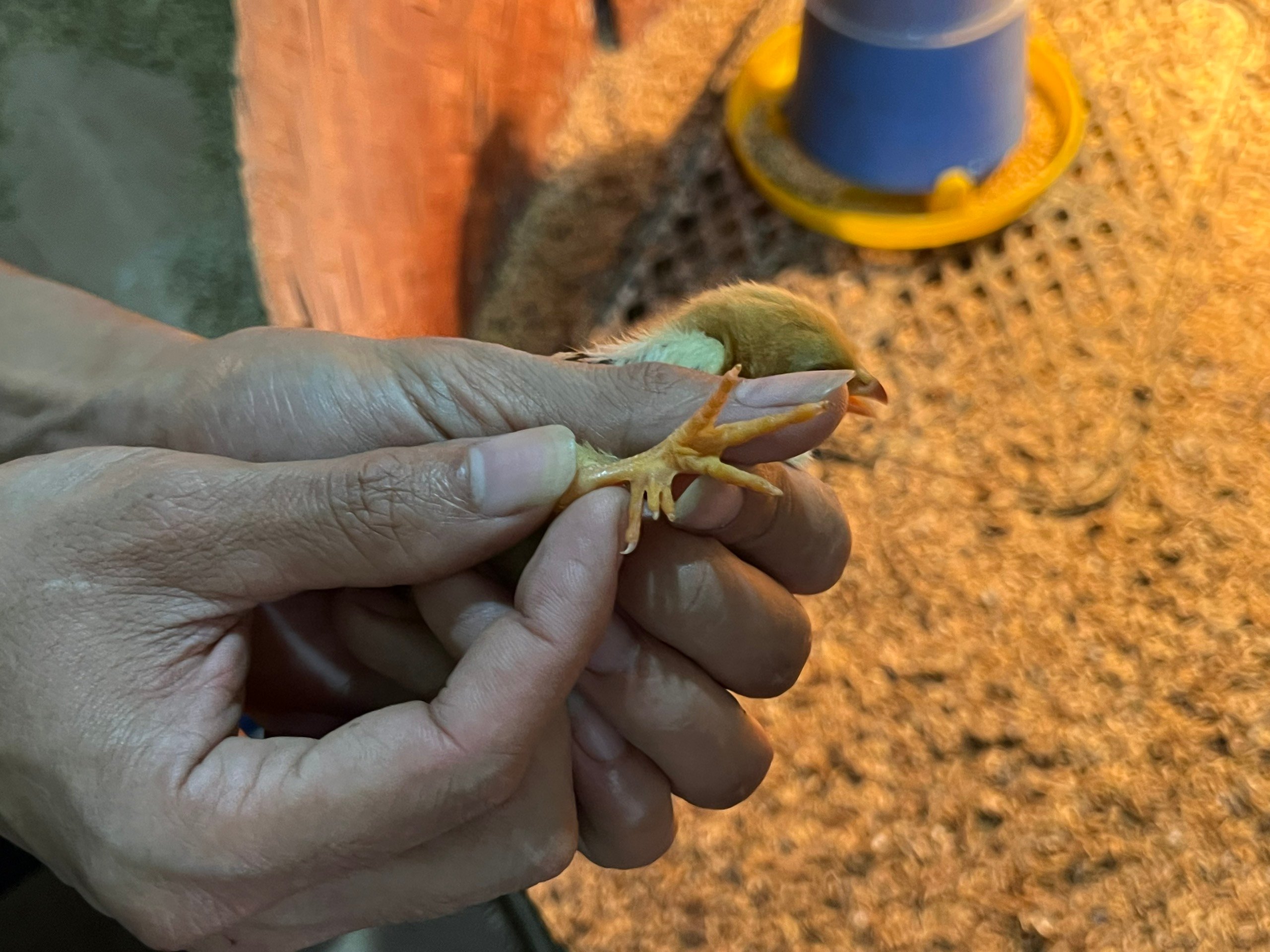 Nuôi con vật truyền thuyết, chân mọc nhiều cựa, một thầy giáo vùng cao Phú Thọ thu tiền tỷ- Ảnh 10.