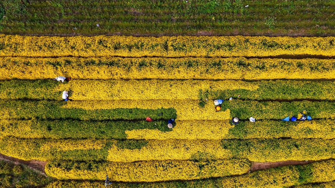 Loài hoa "tiến vua" mỗi năm chỉ nở một lần được xem là dược liệu quý- Ảnh 7.