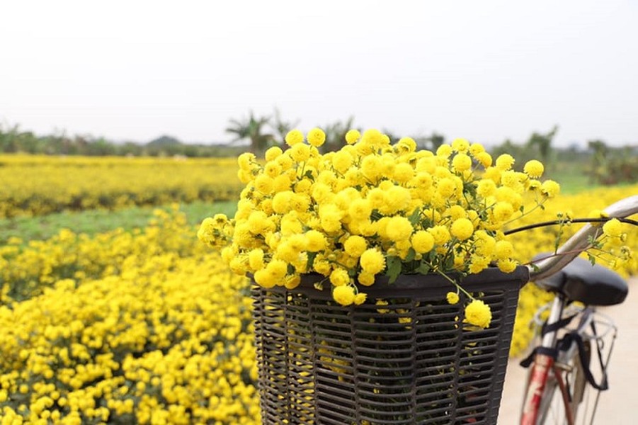 Loài hoa "tiến vua" mỗi năm chỉ nở một lần được xem là dược liệu quý- Ảnh 9.