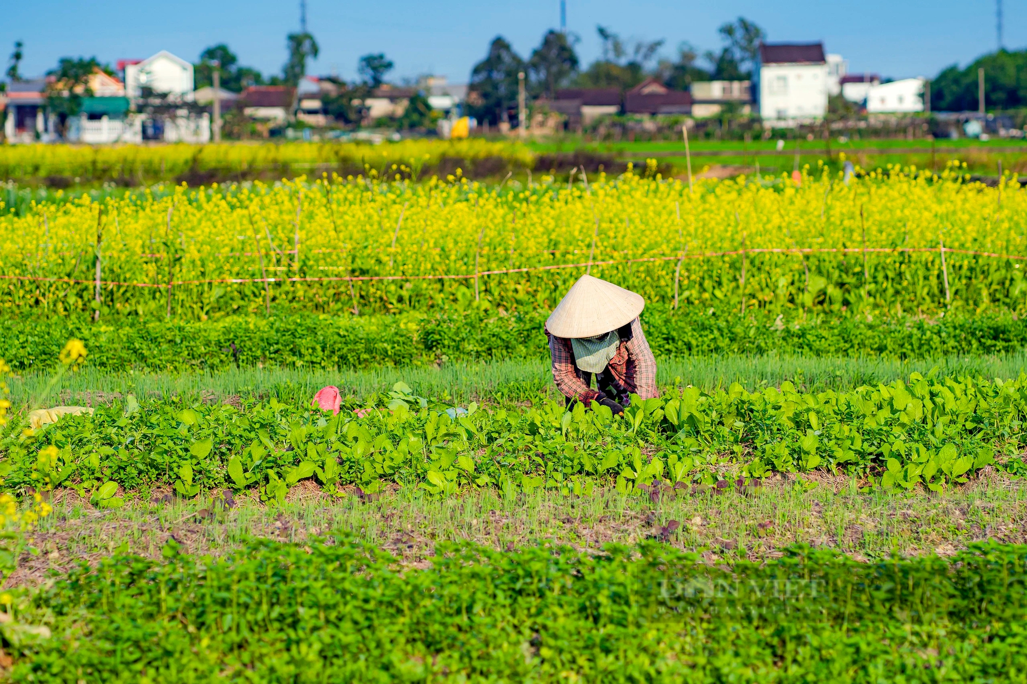 Một làng giữa thành phố Huế, mùa này hoa cải nở vàng rực đẹp như phim, dân tình tha hồ chụp ảnh- Ảnh 1.