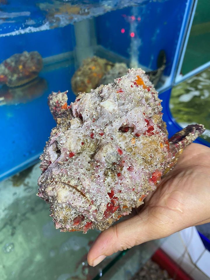 "Hung thần đại dương" hóa đặc sản cực phẩm có giá trị dinh dưỡng cao mà đại gia mạnh tay chi tiền - Ảnh 6.
