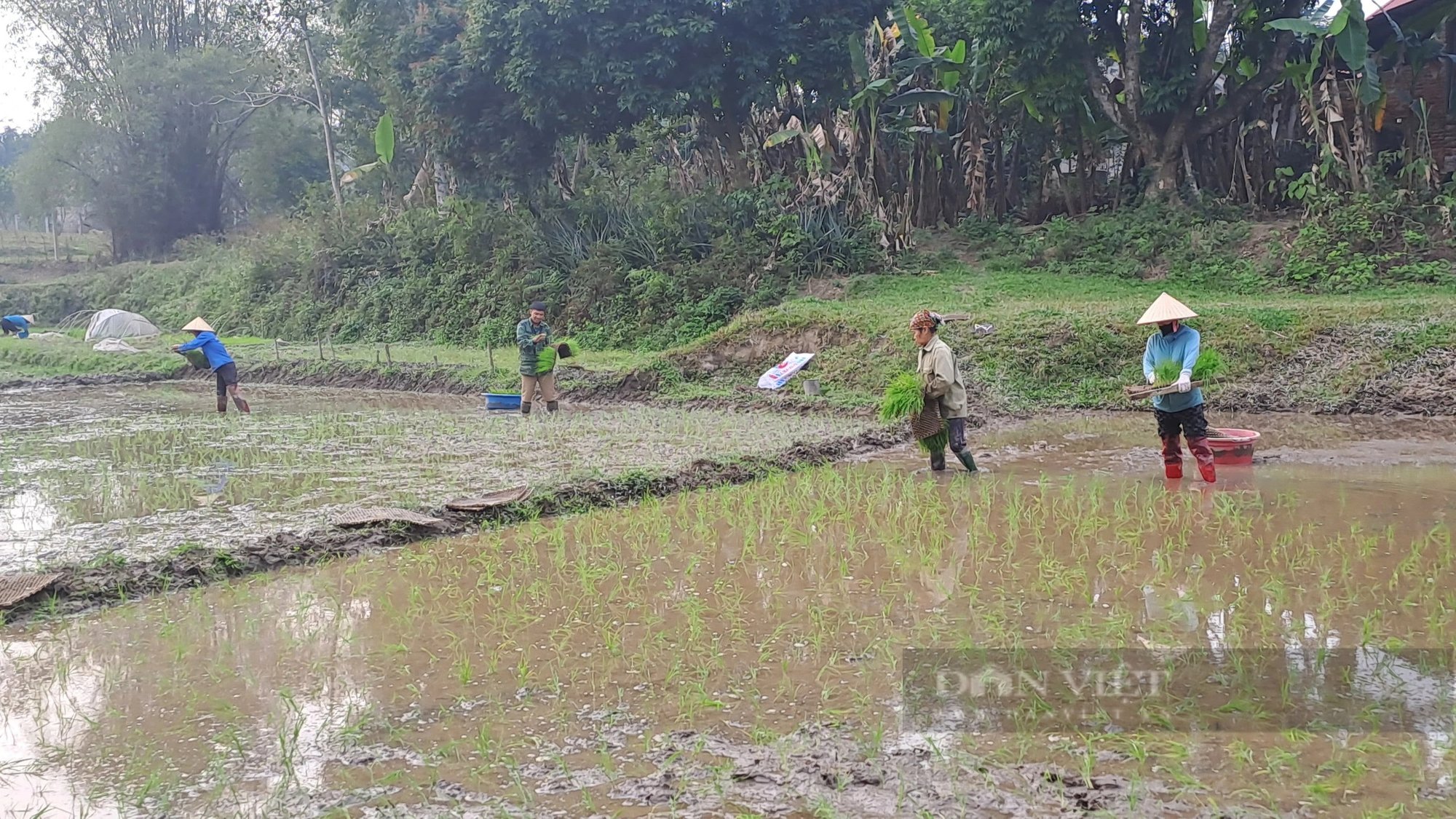 Cũng là cấy lúa, nhưng cấy lúa ở Thái Nguyên kiểu gì mà hễ ai trông thấy cũng bất ngờ?- Ảnh 2.