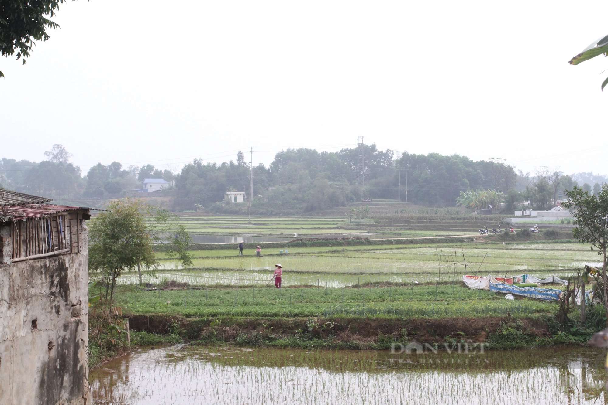 Cũng là cấy lúa, nhưng cấy lúa ở Thái Nguyên kiểu gì mà hễ ai trông thấy cũng bất ngờ?- Ảnh 5.