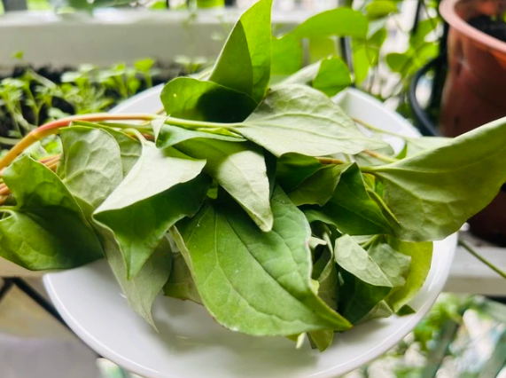 Loại rau dại này mọc nhiều ở những bờ ruộng, có lượng vitamin C gấp rưỡi trái cam, ai ăn thì tốt?- Ảnh 1. Loại rau dại này mọc nhiều ở những bờ ruộng, có lượng vitamin C gấp rưỡi trái cam, ai ăn thì tốt?- Ảnh 1.