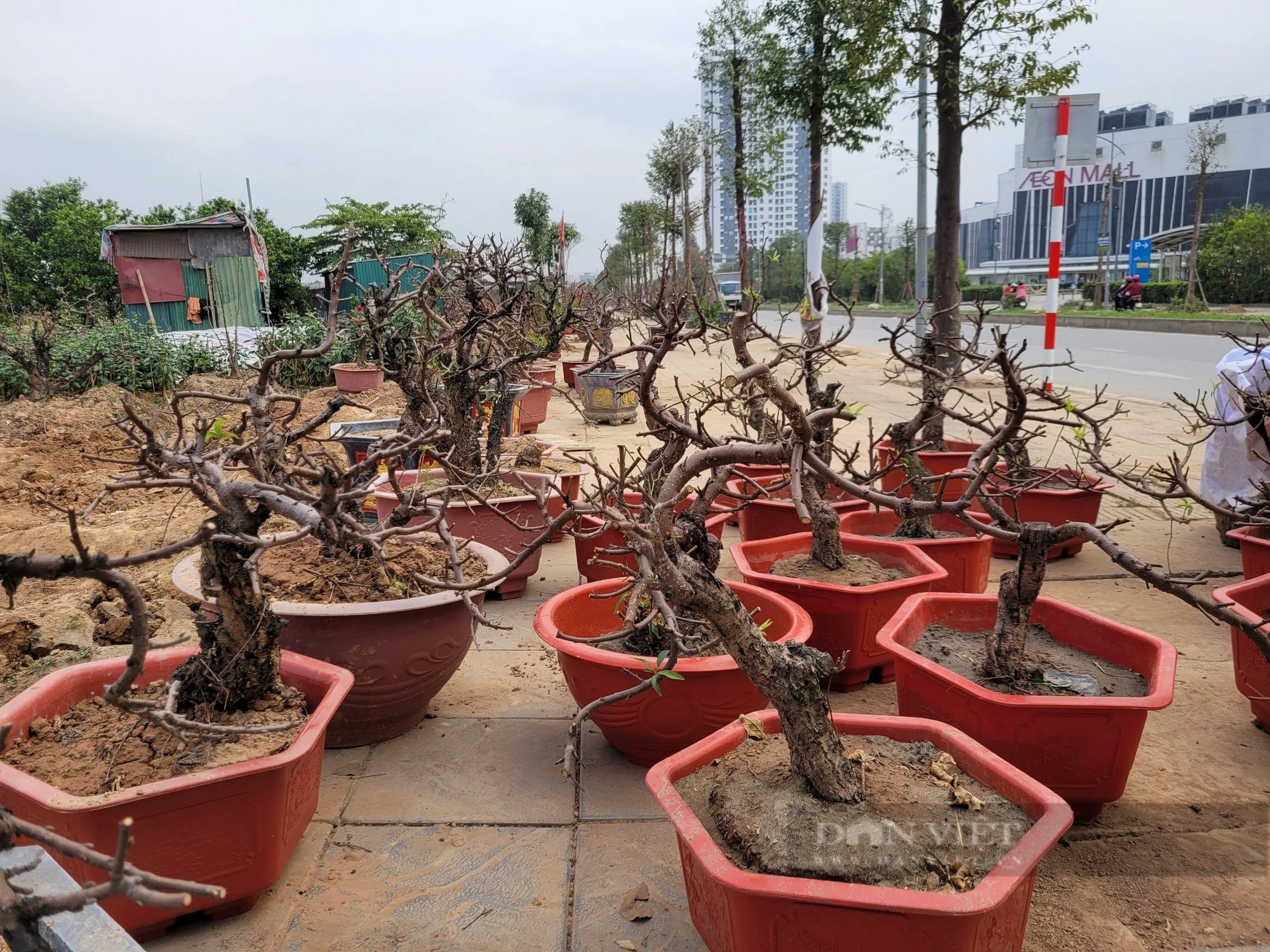 Người dân trồng đào tất bật phục hồi đào sau Tết Nguyên đán- Ảnh 3.