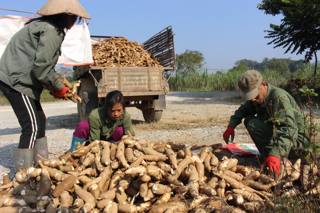 Một loại cây trồng ở Cao Bằng, đào lên la liệt củ, gặp thời giá tốt, có nhà cầm về hàng trăm triệu- Ảnh 2.