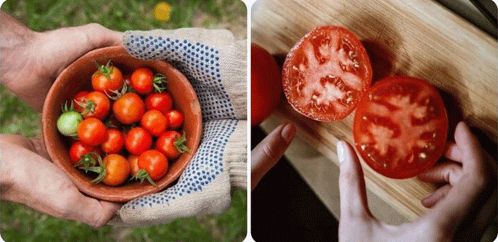 Điều gì sẽ xảy ra nếu bạn ăn một nửa quả cà chua mỗi ngày?- Ảnh 1. Điều gì sẽ xảy ra nếu bạn ăn một nửa quả cà chua mỗi ngày?- Ảnh 1.