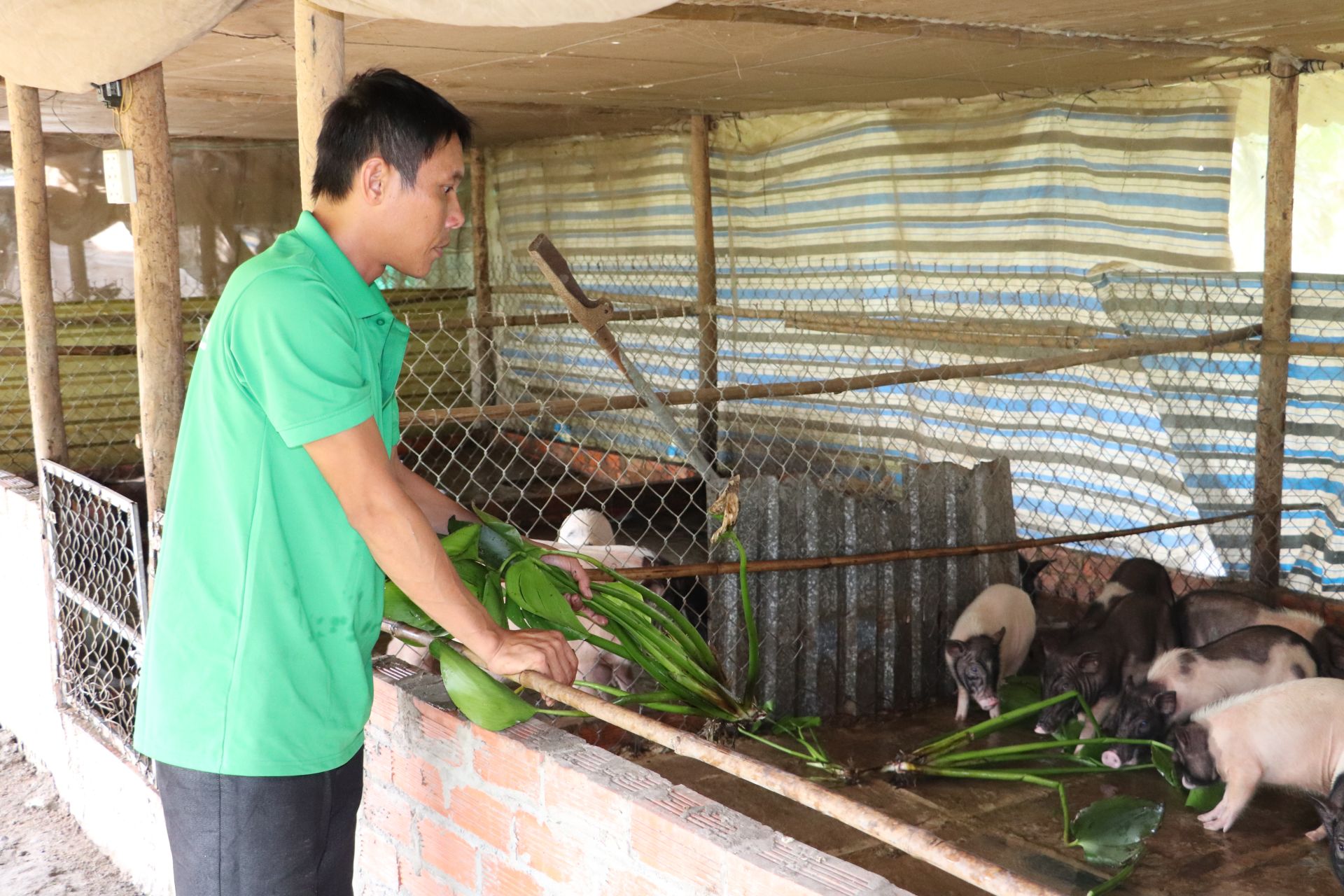 Nuôi heo đặc sản dáng lạ tên hay, dân nơi này ở Tây Ninh hễ nói bán, ai mua nhanh còn kịp- Ảnh 3.