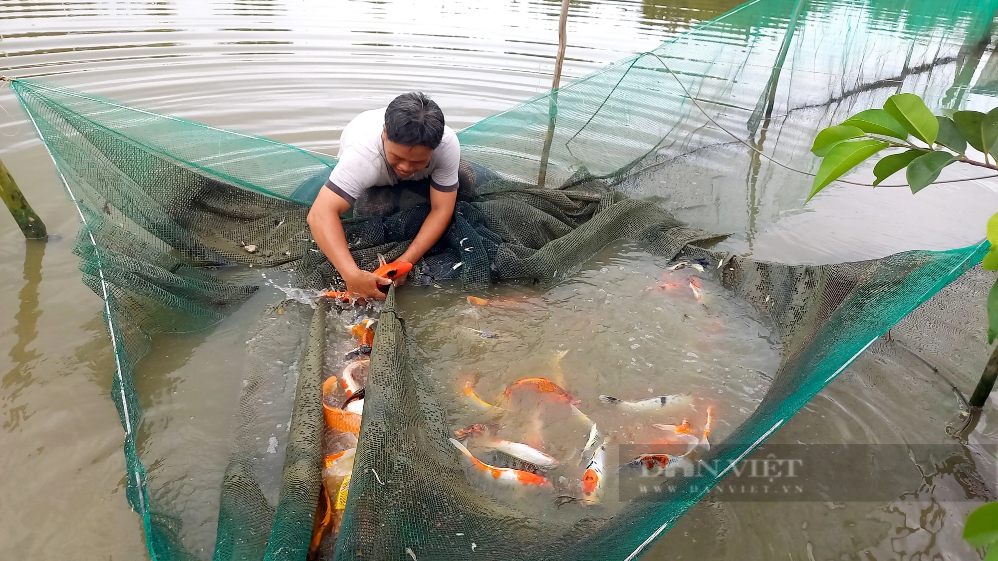 Chợ vùng Đồng Nai bán buôn thế nào mà thương lái vét sạch ao cá chép cúng ngày 23 tháng Chạp?- Ảnh 1.