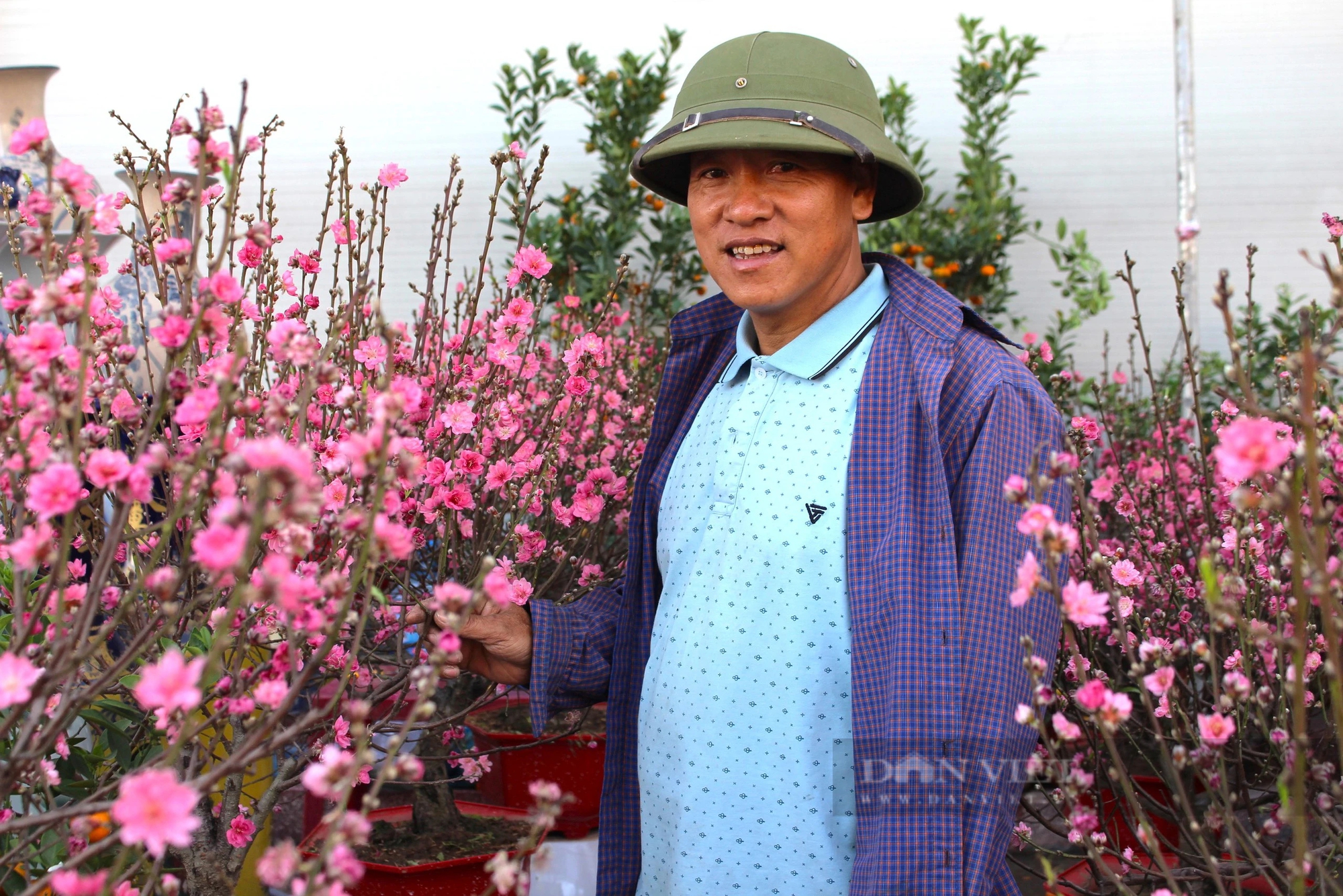 Đào Nhật Tân, hoa tuyết mai miền Bắc "di cư tránh rét" đang nở tưng bừng chào xuân ở Cần Thơ- Ảnh 2.
