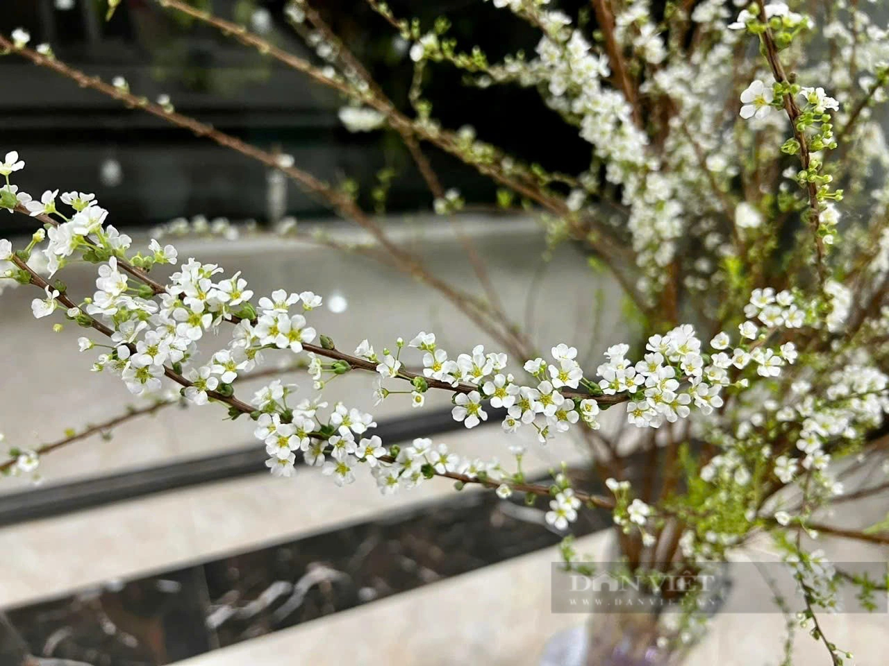 Đào Nhật Tân, hoa tuyết mai miền Bắc "di cư tránh rét" đang nở tưng bừng chào xuân ở Cần Thơ- Ảnh 6.