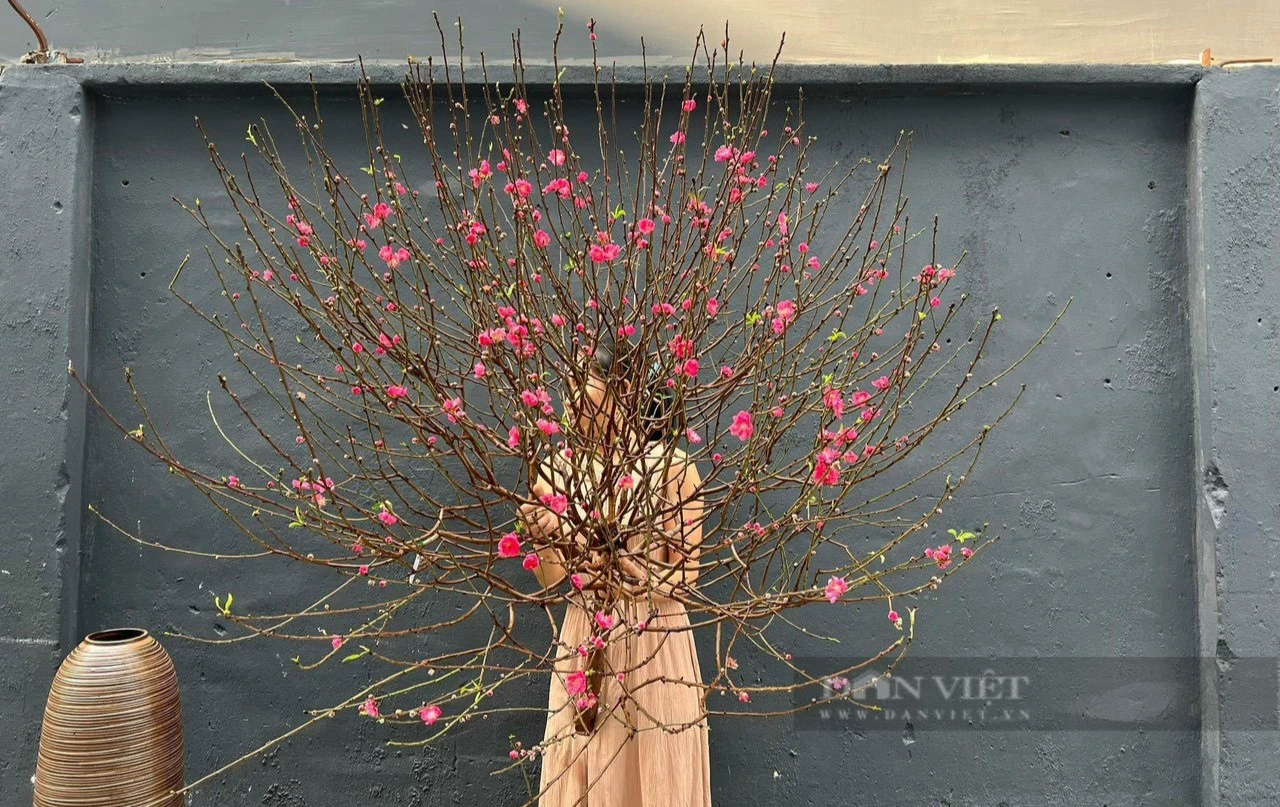 Đào Nhật Tân, hoa tuyết mai miền Bắc "di cư tránh rét" đang nở tưng bừng chào xuân ở Cần Thơ- Ảnh 7.