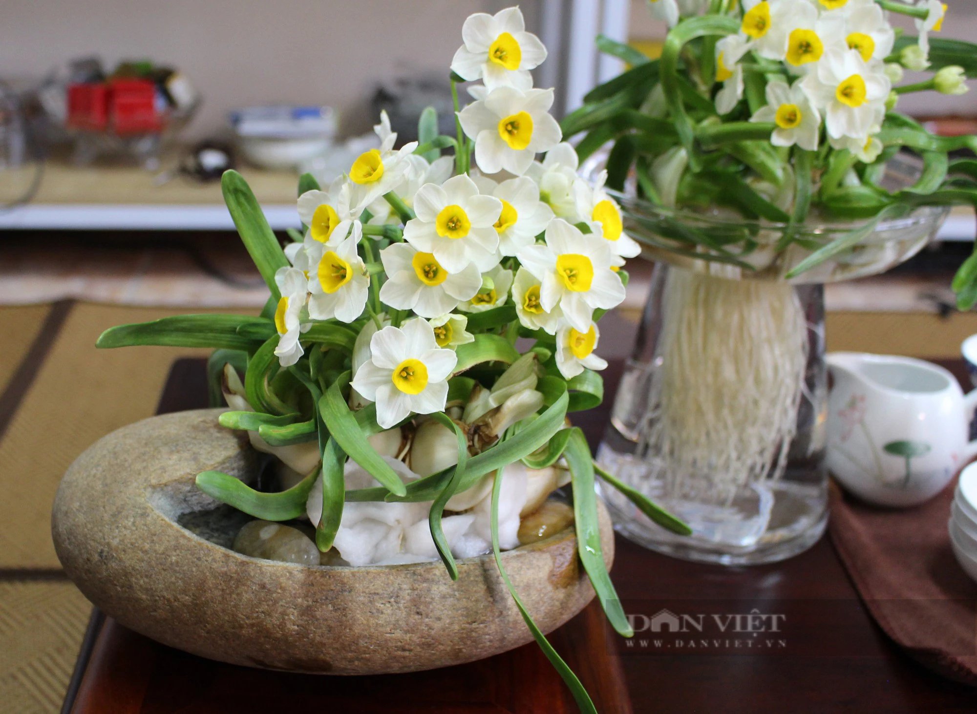 Hoa thủy tiên giản dị nhưng mang nét kiêu sa, mùi hương gây “thương nhớ”. Ảnh: Kiều Anh