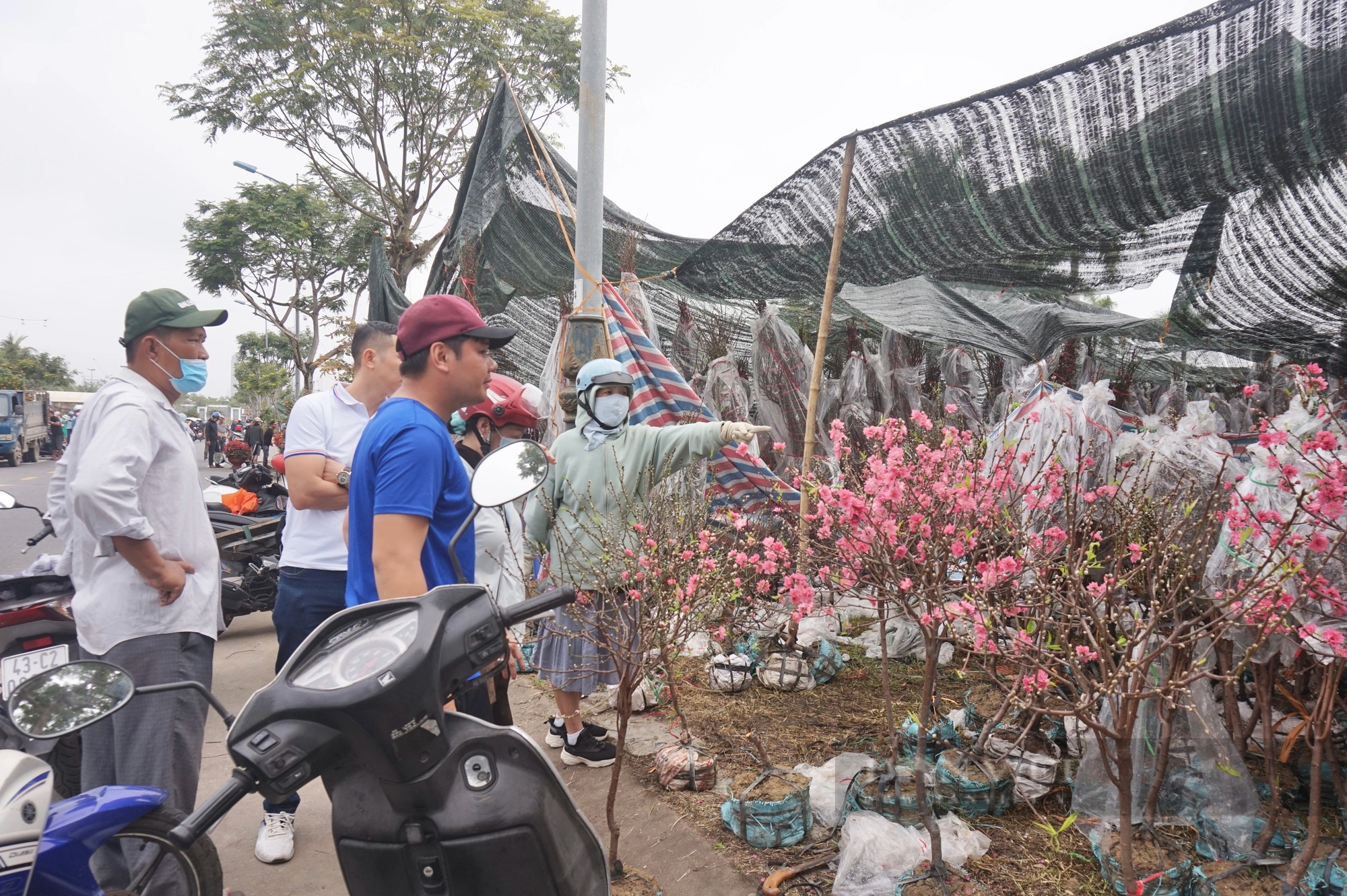 La liệt chậu mai vàng "khủng", quất tết ở chợ hoa Xuân Đà Nẵng, tiểu thương vẫn chờ đợi điều gì?- Ảnh 1.