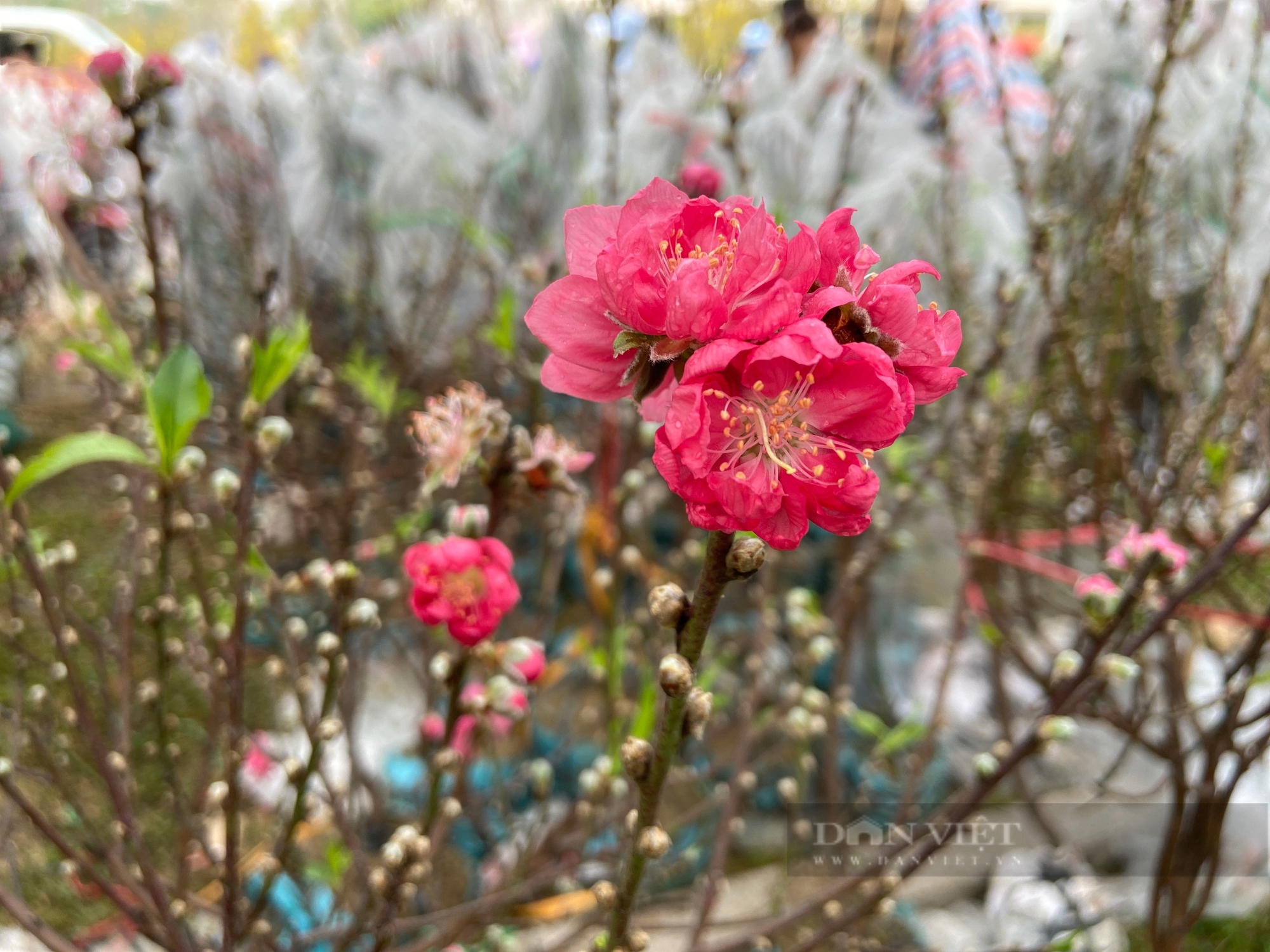 La liệt chậu mai vàng "khủng", quất tết ở chợ hoa Xuân Đà Nẵng, tiểu thương vẫn chờ đợi điều gì?- Ảnh 2.