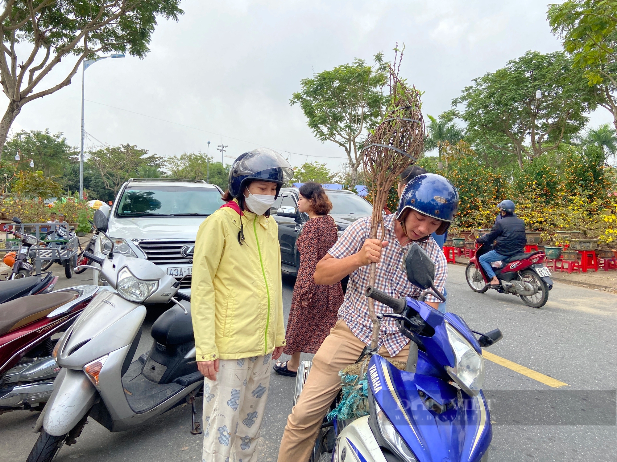 La liệt chậu mai vàng "khủng", quất tết ở chợ hoa Xuân Đà Nẵng, tiểu thương vẫn chờ đợi điều gì?- Ảnh 3.