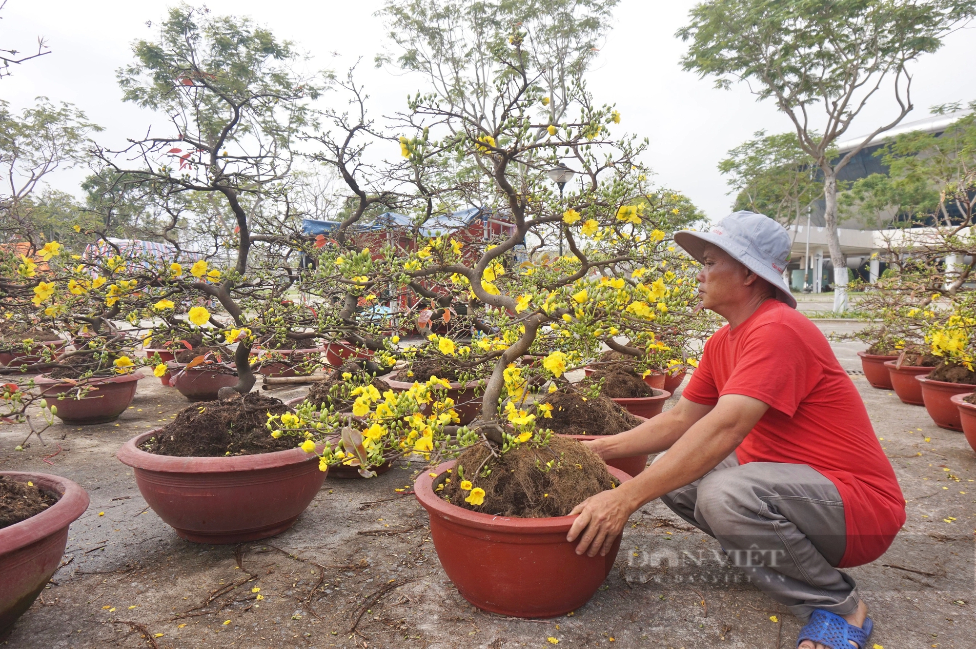 La liệt chậu mai vàng "khủng", quất tết ở chợ hoa Xuân Đà Nẵng, tiểu thương vẫn chờ đợi điều gì?- Ảnh 5.