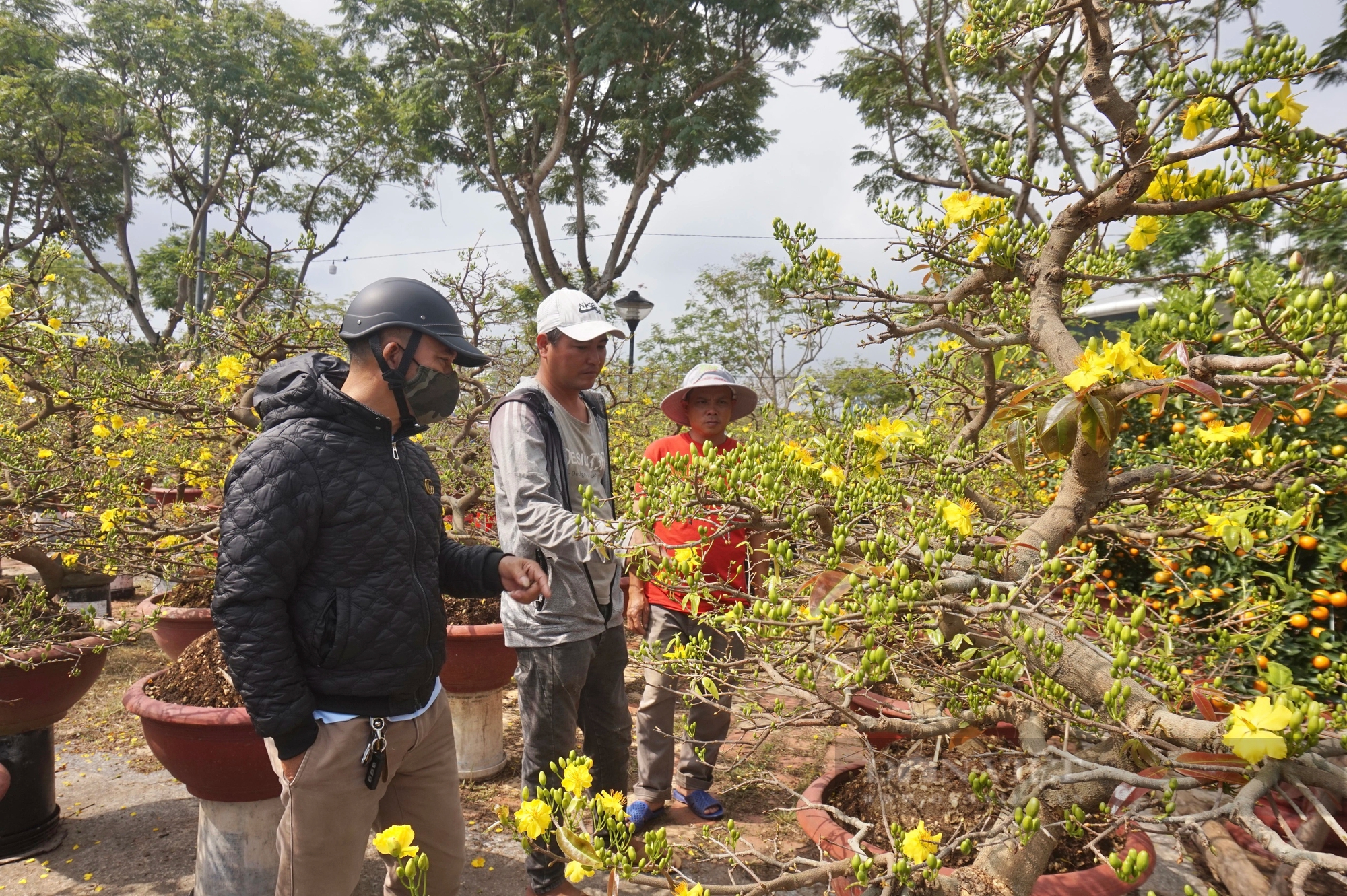 La liệt chậu mai vàng "khủng", quất tết ở chợ hoa Xuân Đà Nẵng, tiểu thương vẫn chờ đợi điều gì?- Ảnh 6.